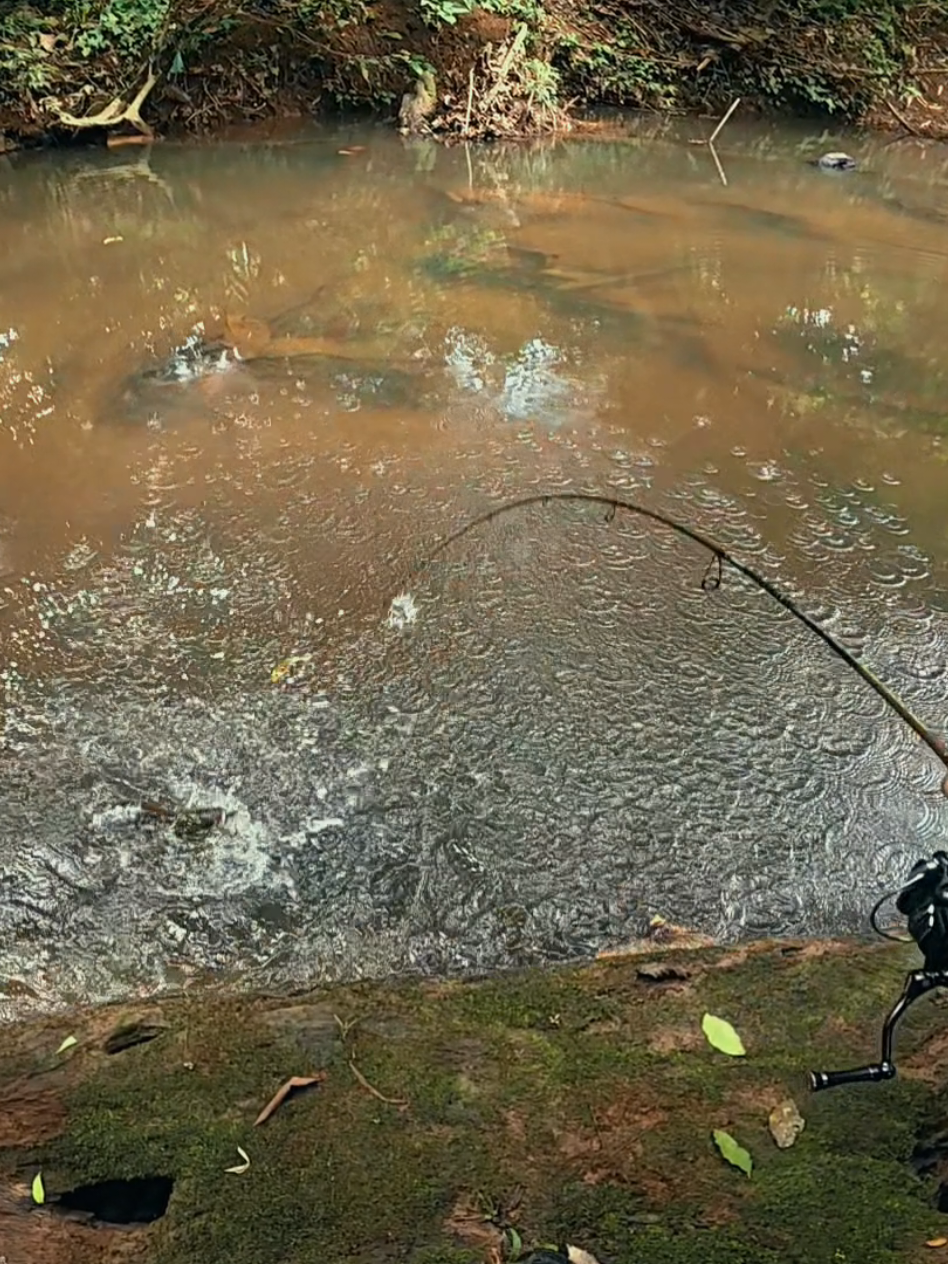 @Damz Strike Fishing