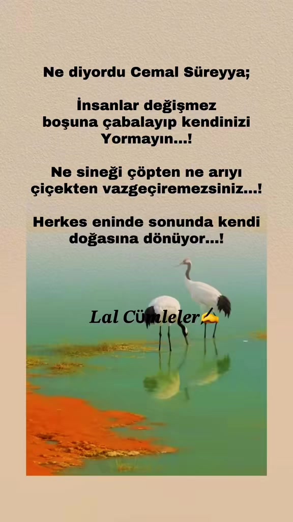 @𝑳𝒂𝒍 𝑪ü𝒎𝒍𝒆𝒍𝒆𝒓✍️