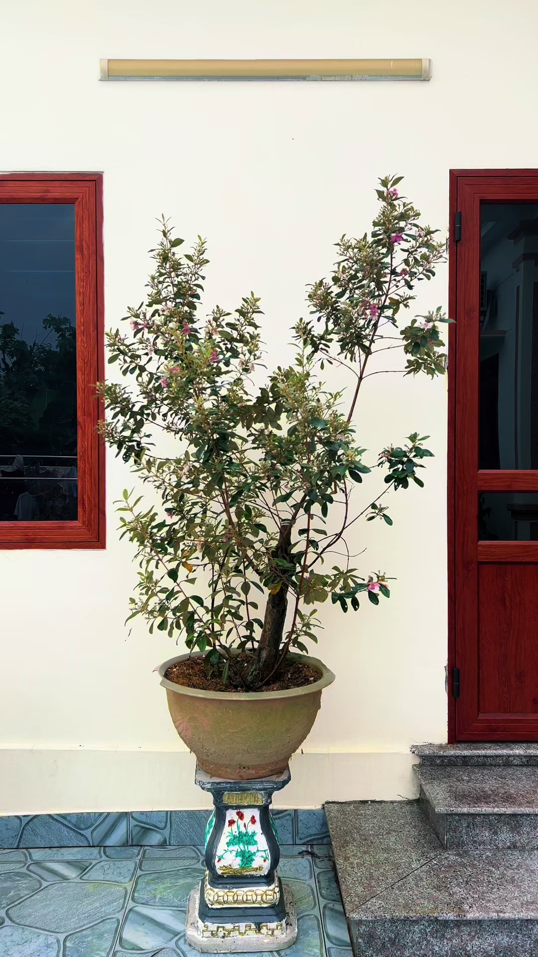 @Minh Phong Bonsai