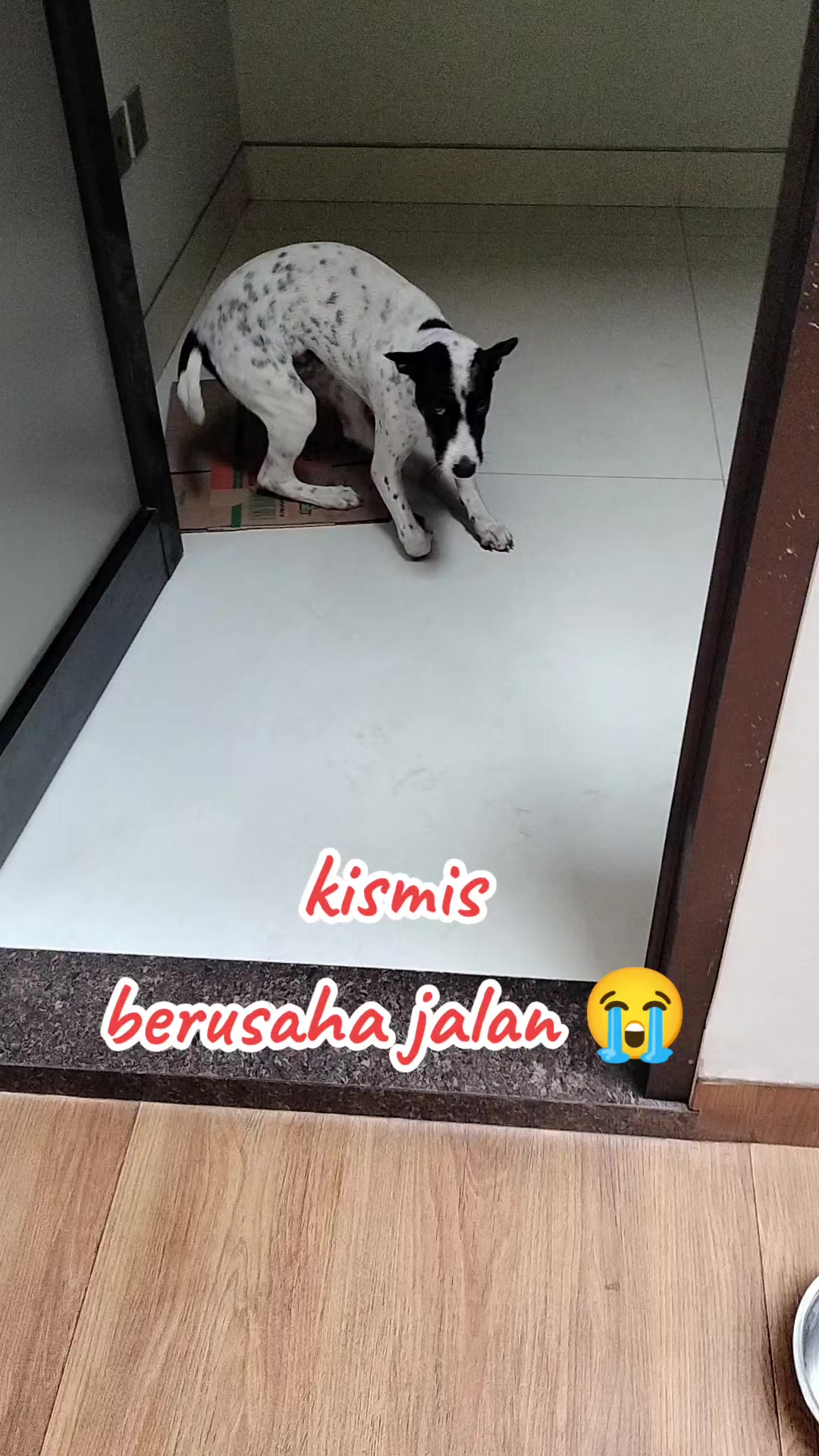 @JAMBI DOG LOVER✨