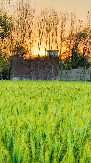 @🤦🏻&zwj;♂️🇸🇦ستری ژوند🇵🇰
