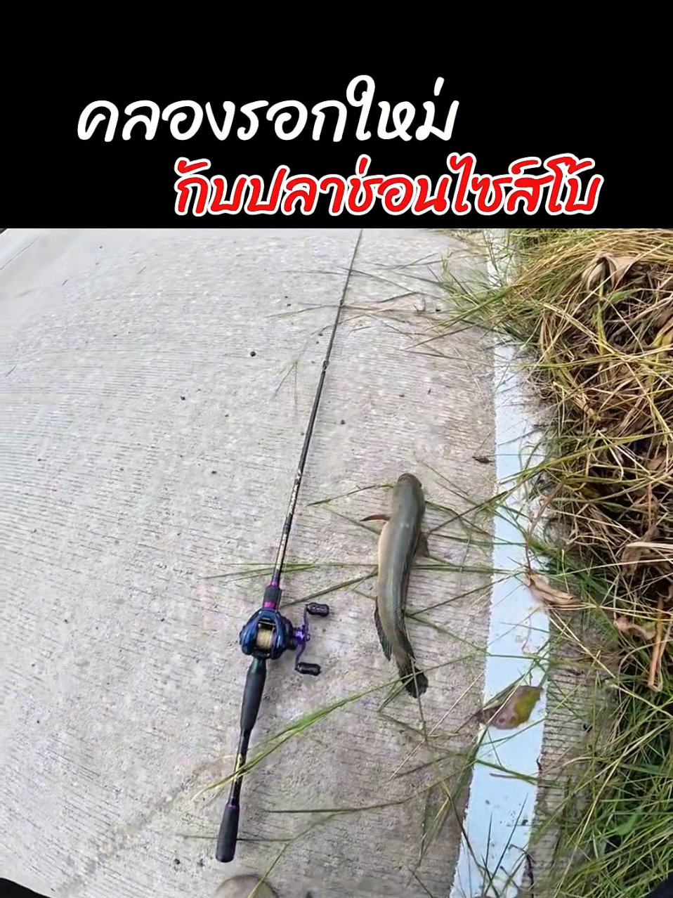 @กาเล็บโป้