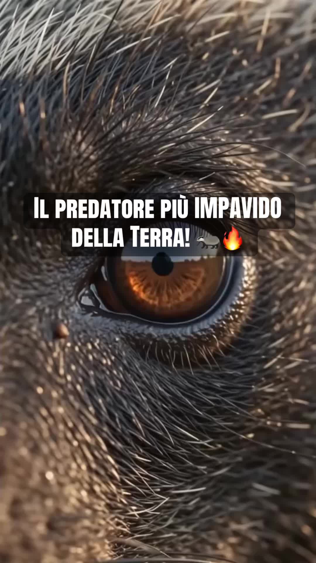 @AnimalAI