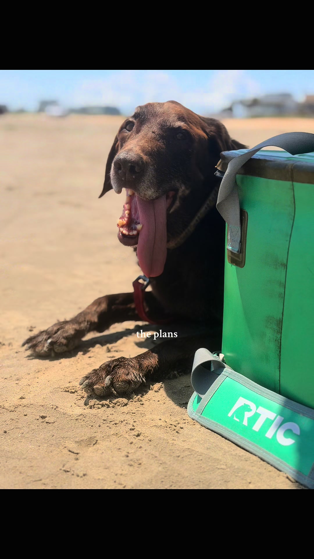 @Roman The Beach 🐾