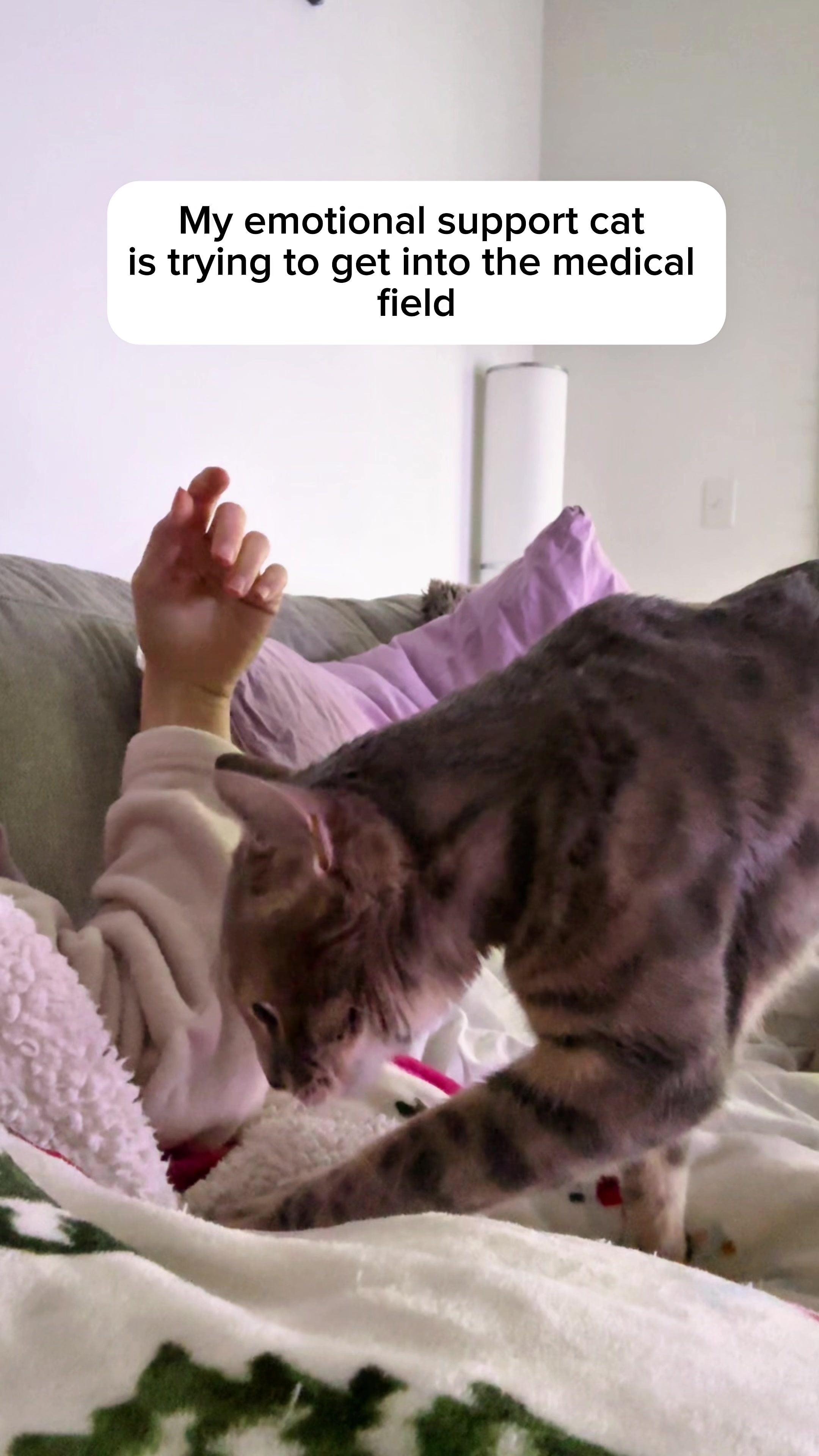 @Mochi the Bengal