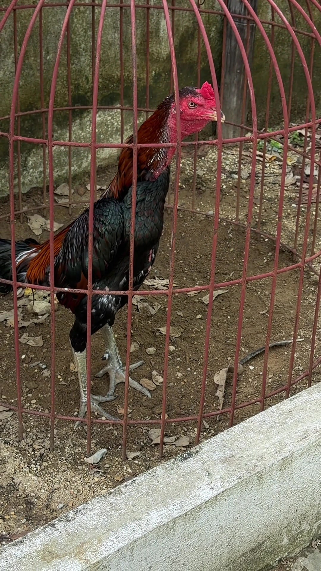 @Quốc khánh