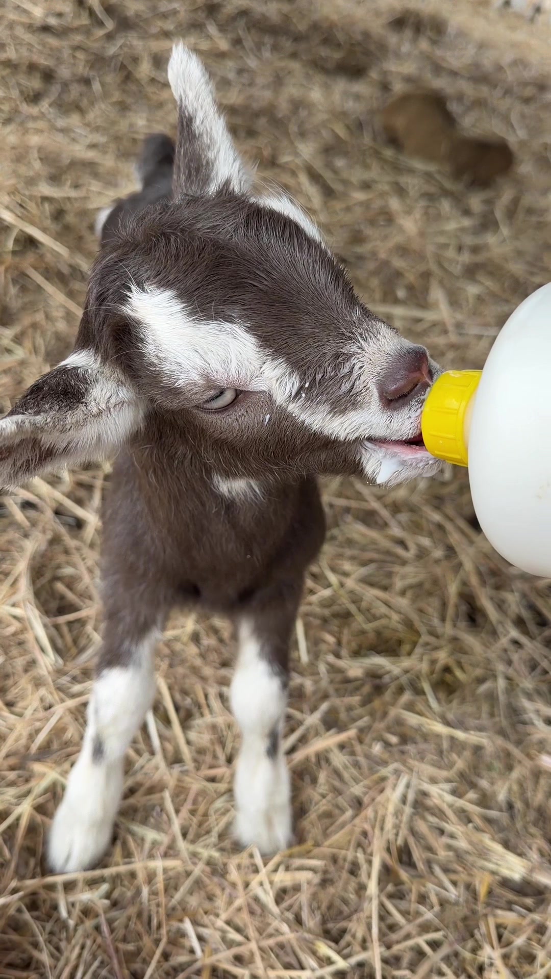 @Thegoatfather