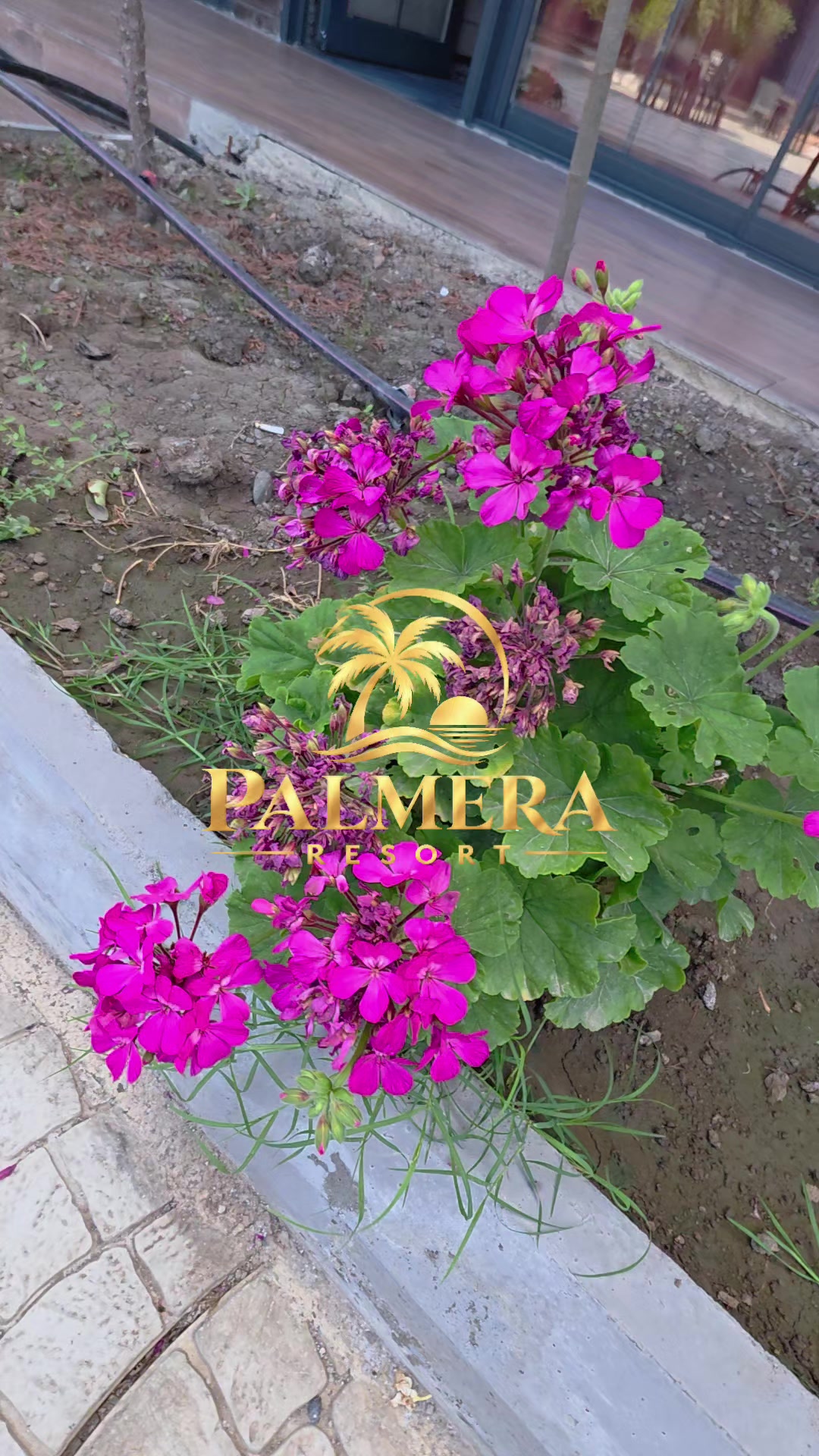 @PALMERA RESORT