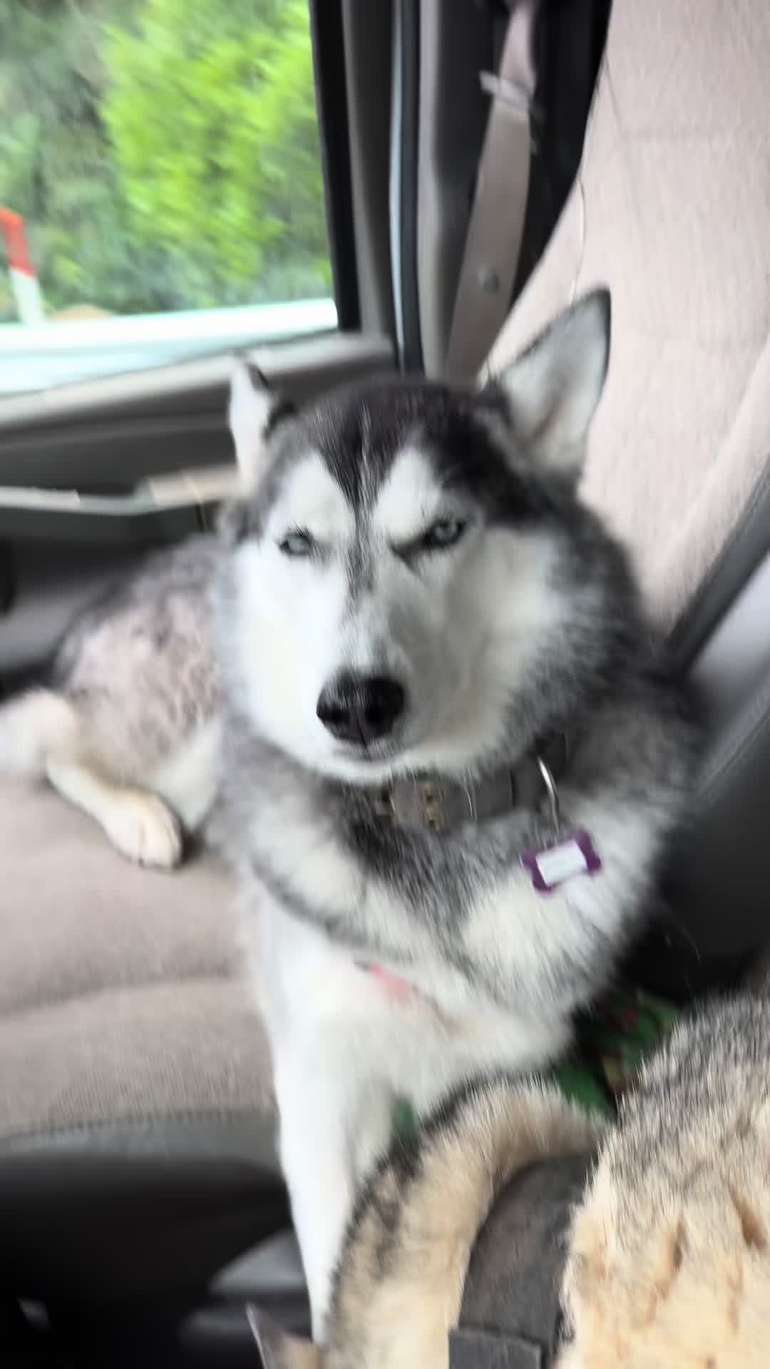 @Derpydogbus