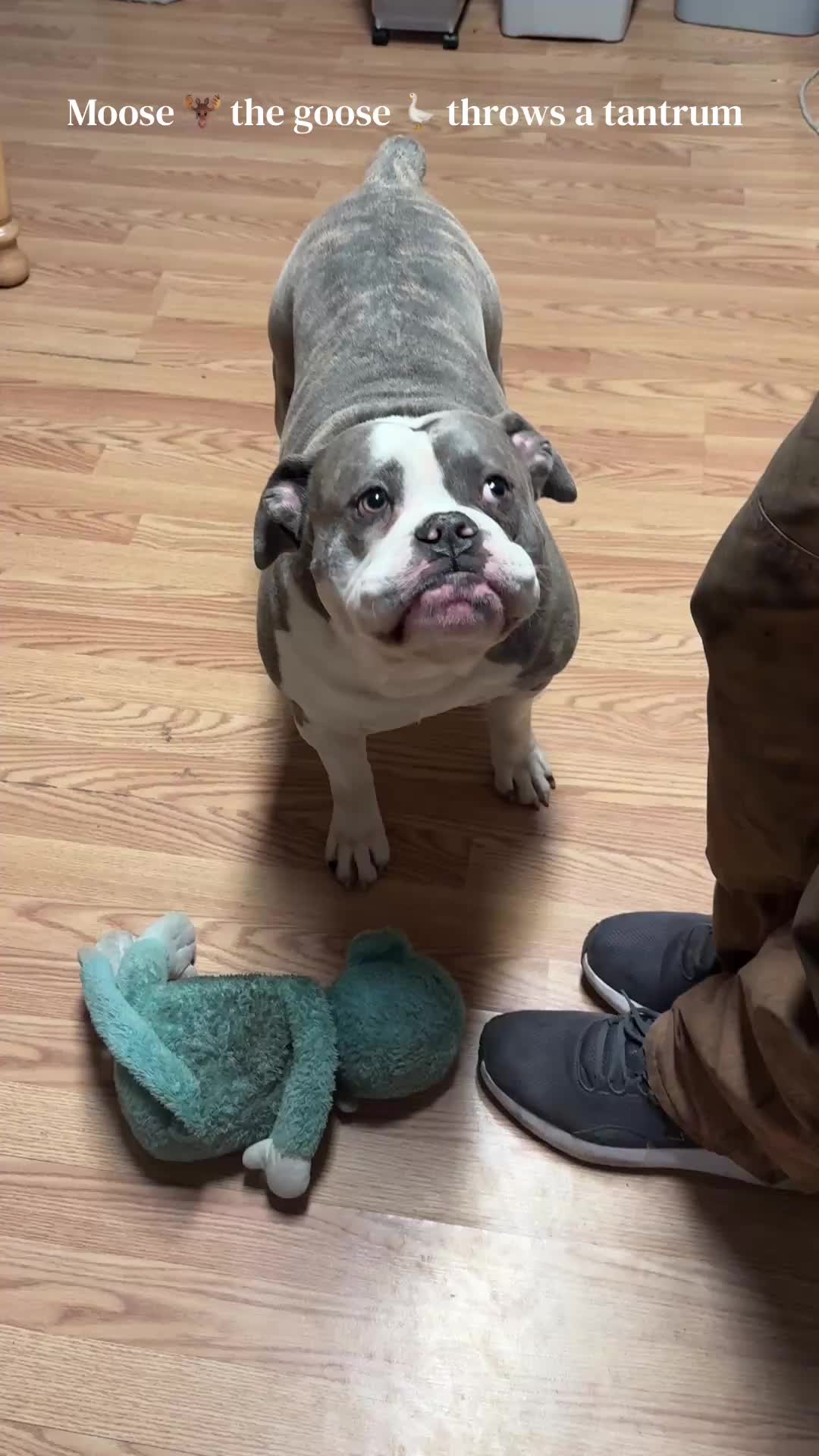 @moosey