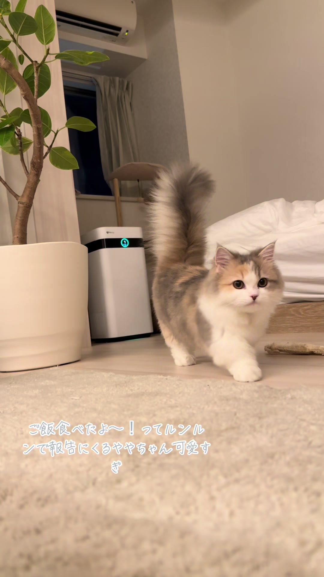 @ややとゆゆ