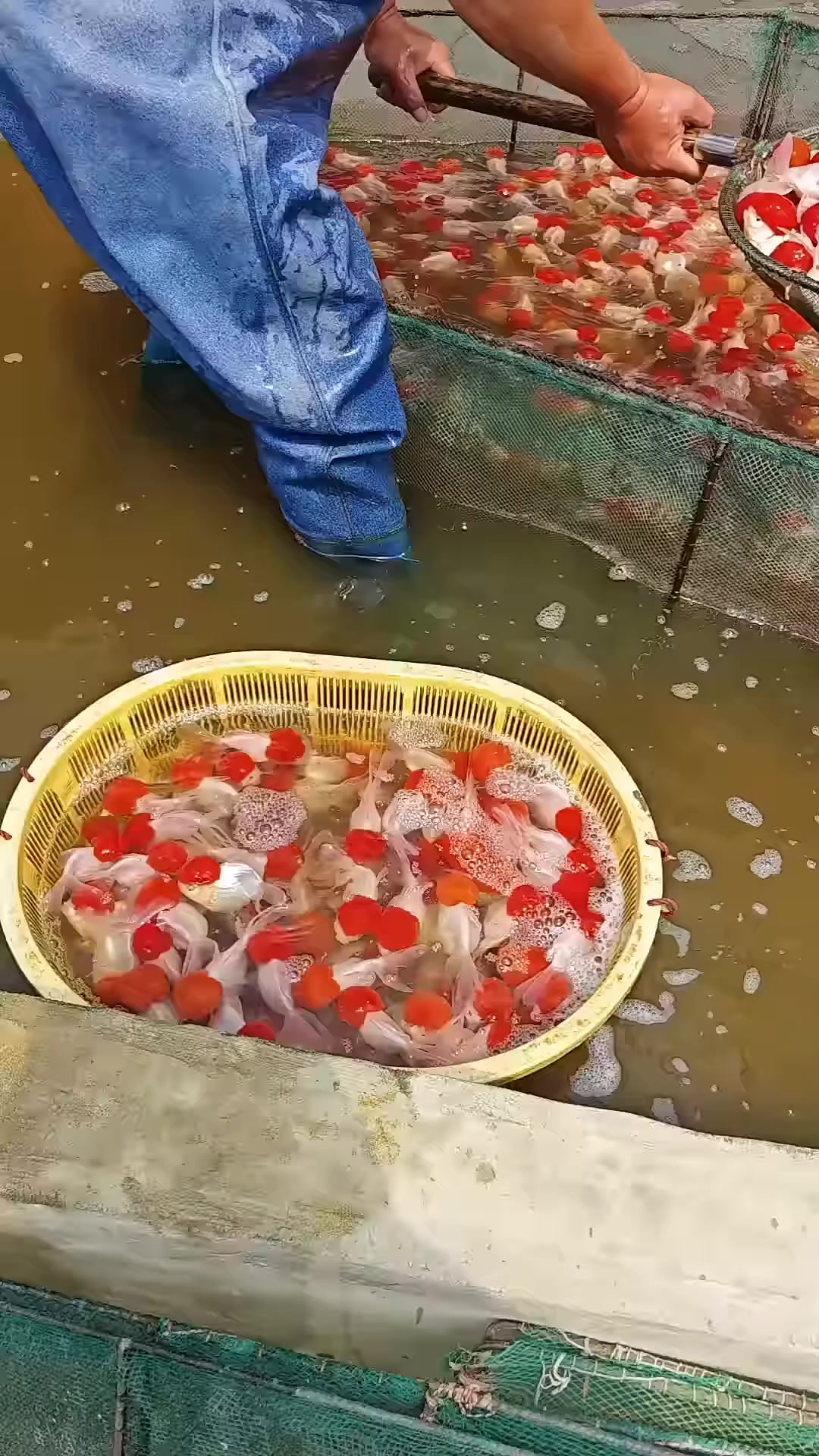@𝕂𝕚𝕟𝕘 𝔾𝕠𝕝𝕕𝕗𝕚𝕤𝕙 3