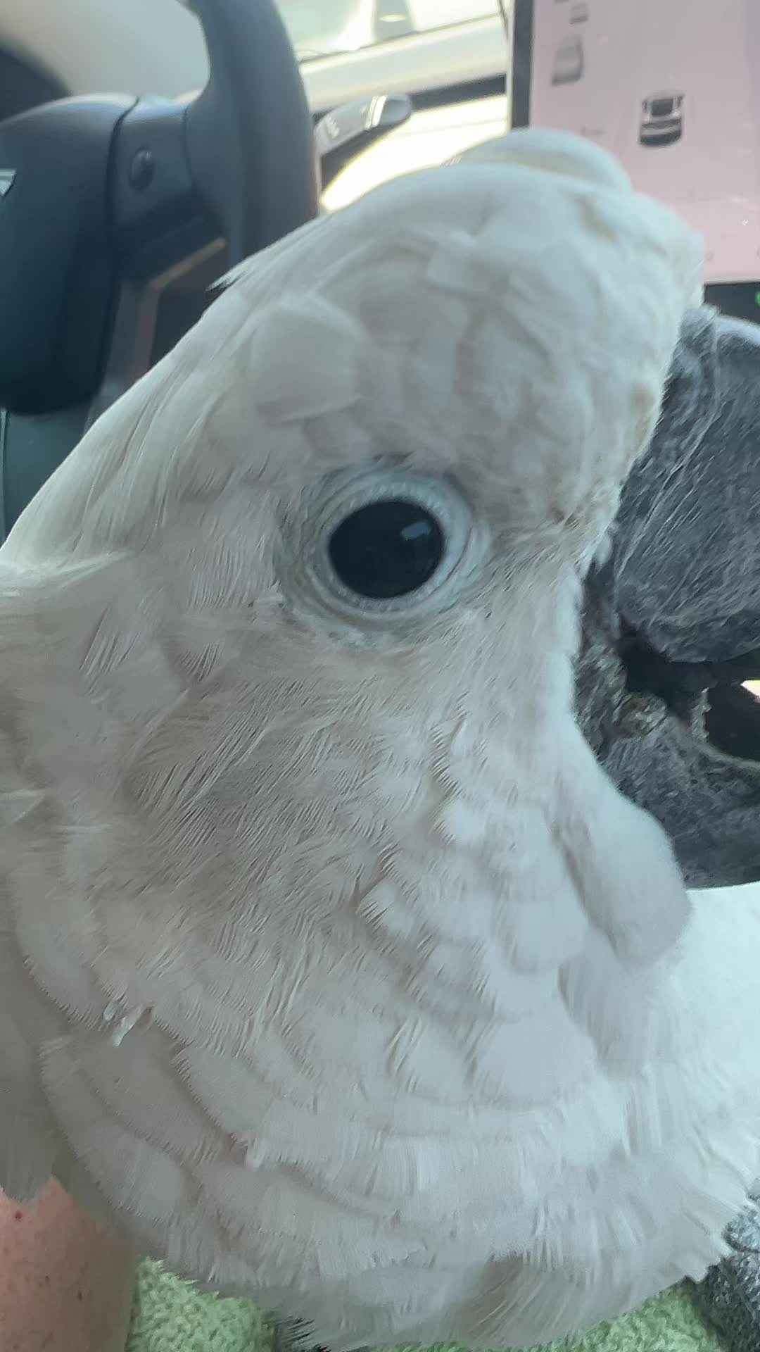 @OLAF