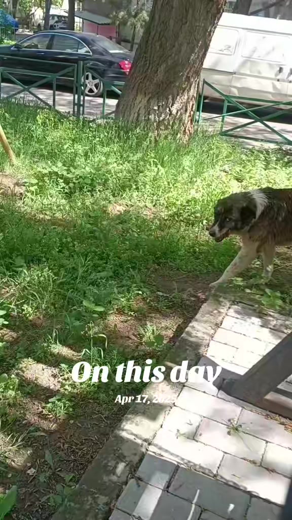 @Drooly Doggy