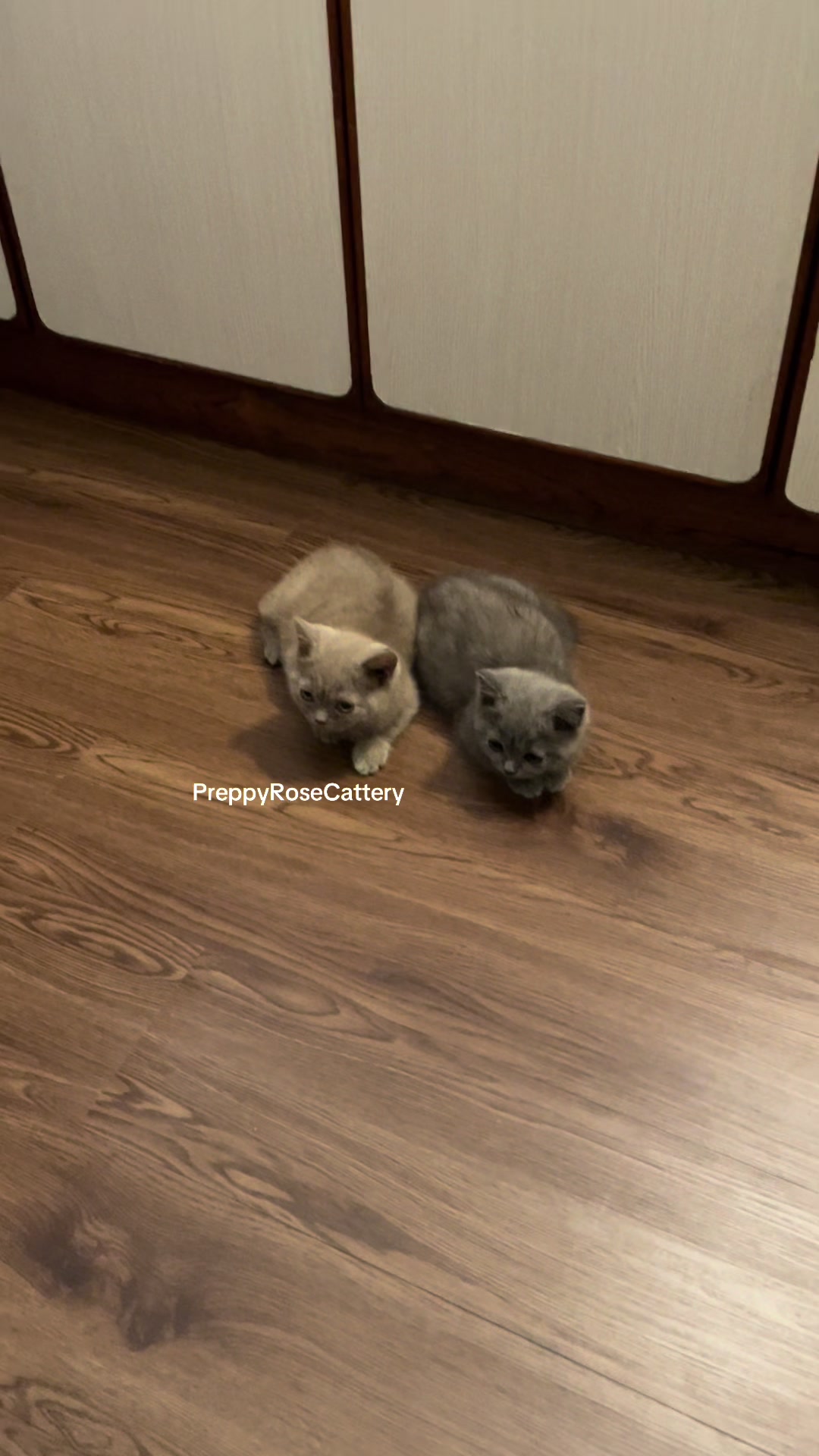 @PreppyRoseCattery