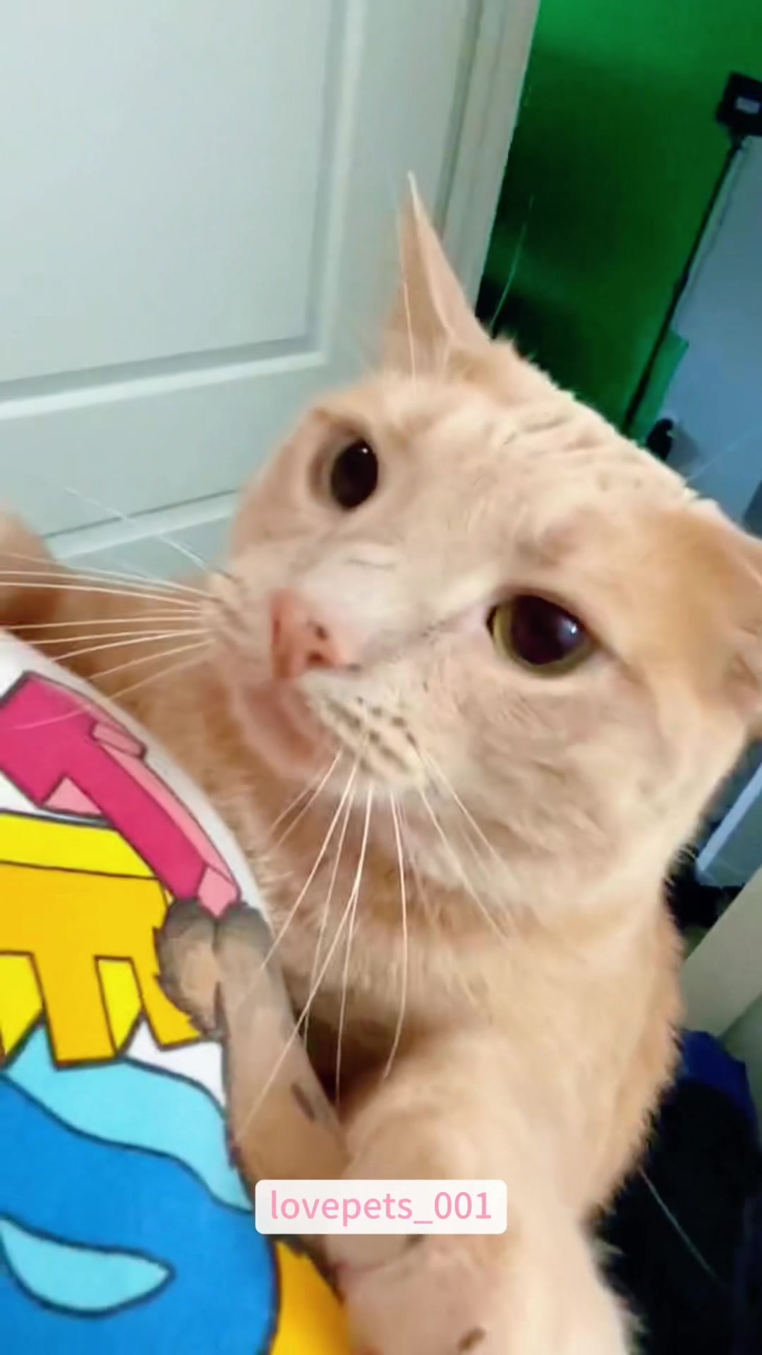 @lovepets_001