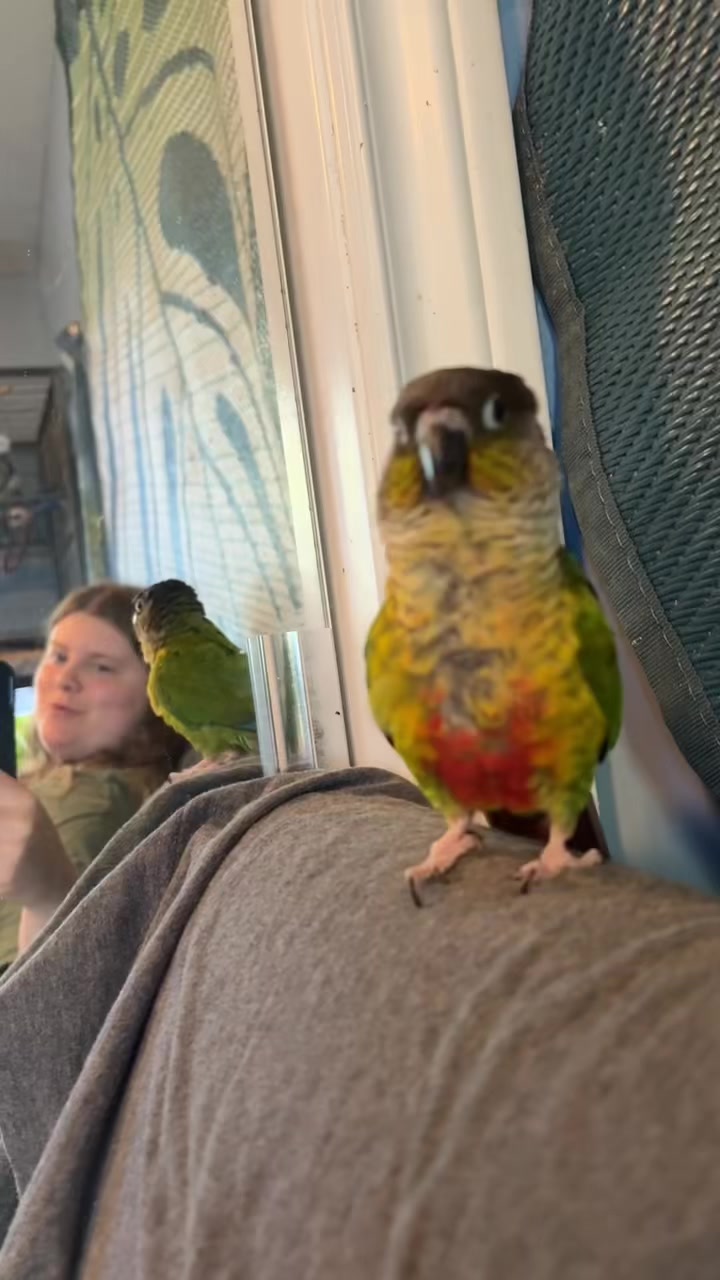 @Bird_Tails