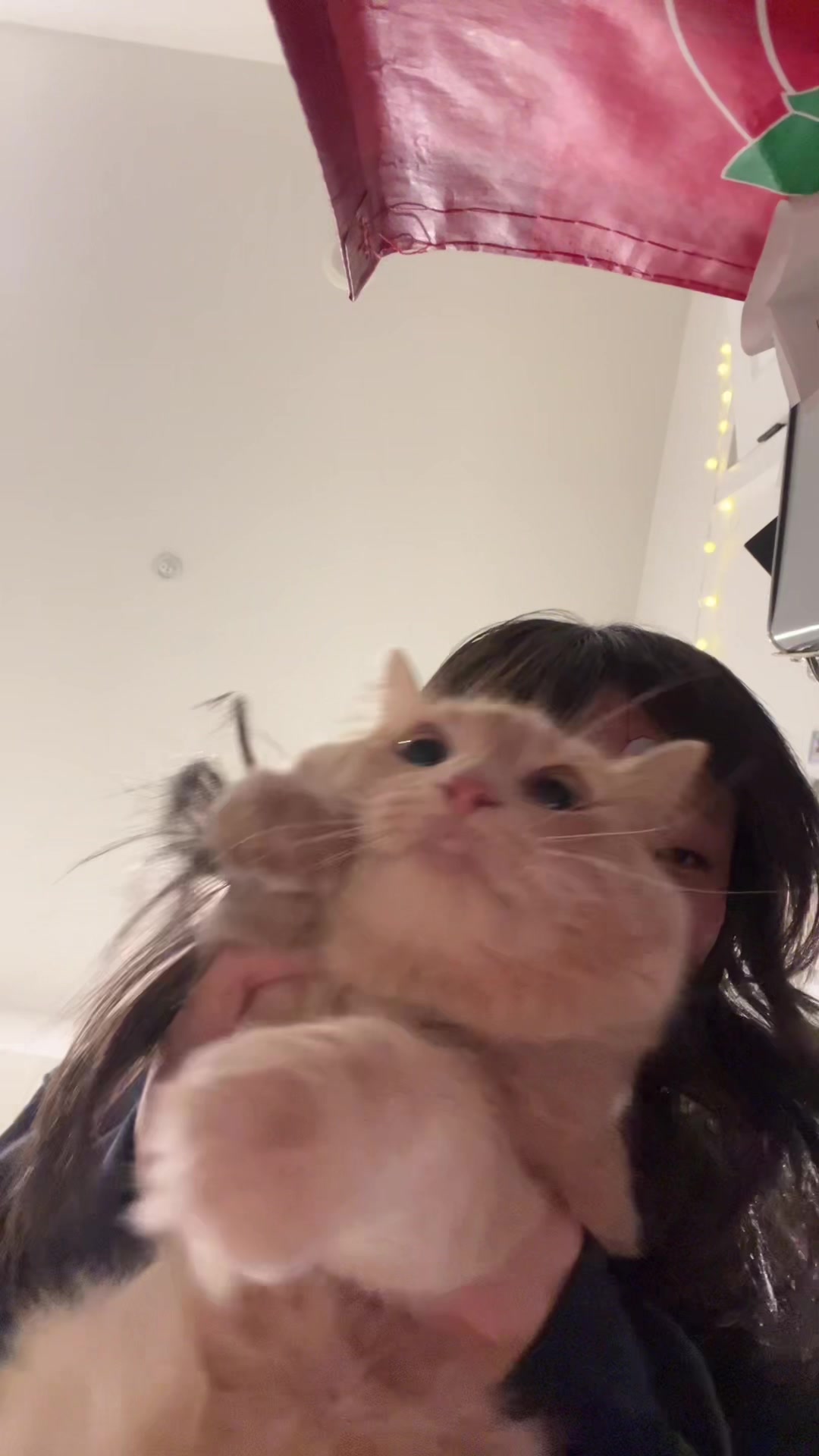 @jj