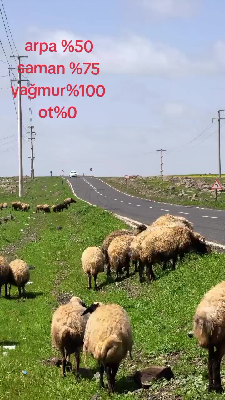 @MEMOLİ 82 21