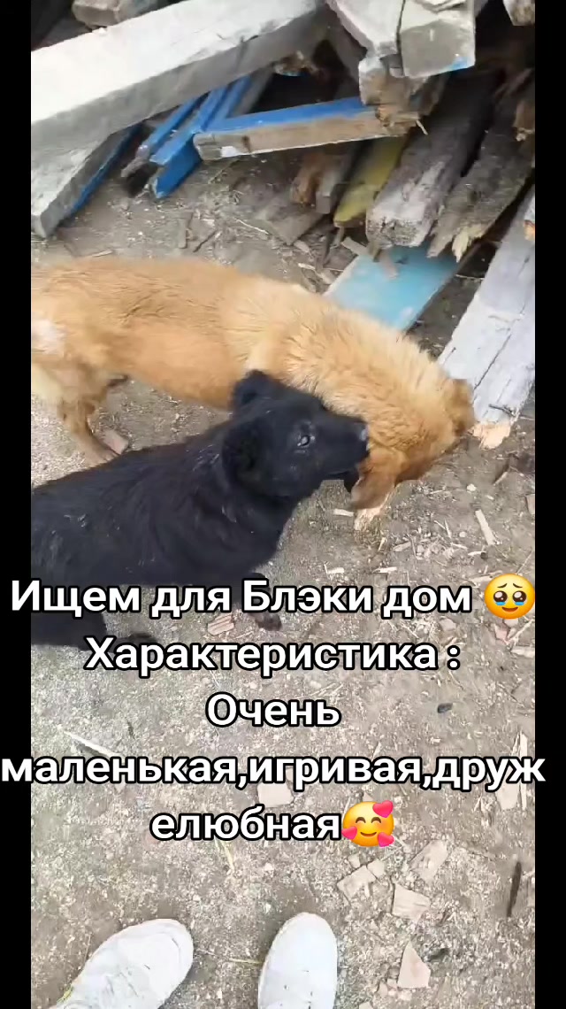 @👻little.Syuzzi👩🎤🐶