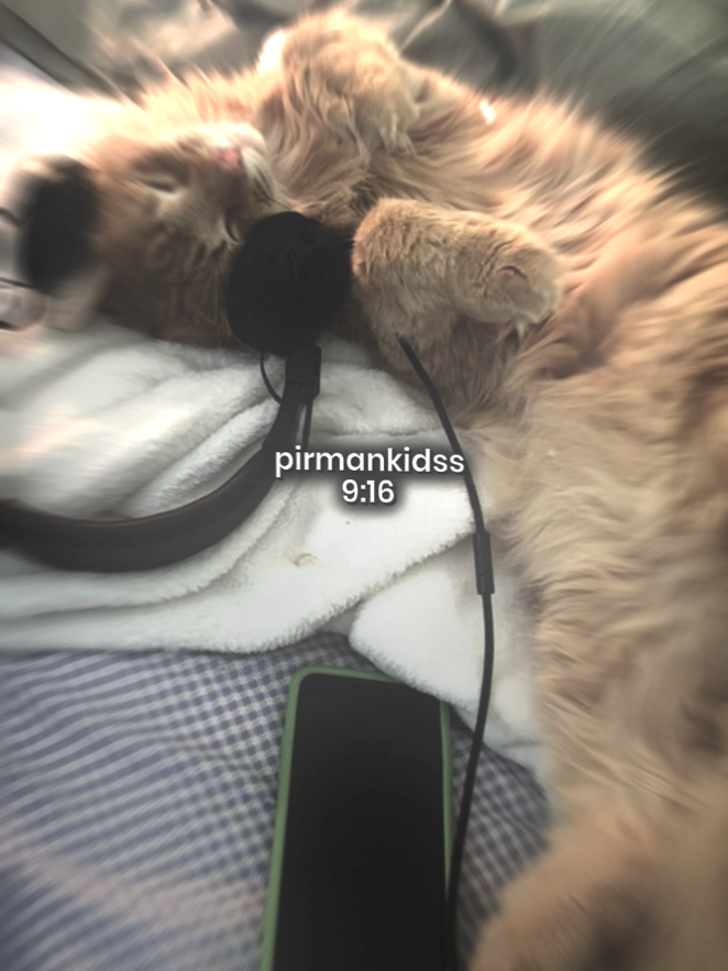 @pirmankidss