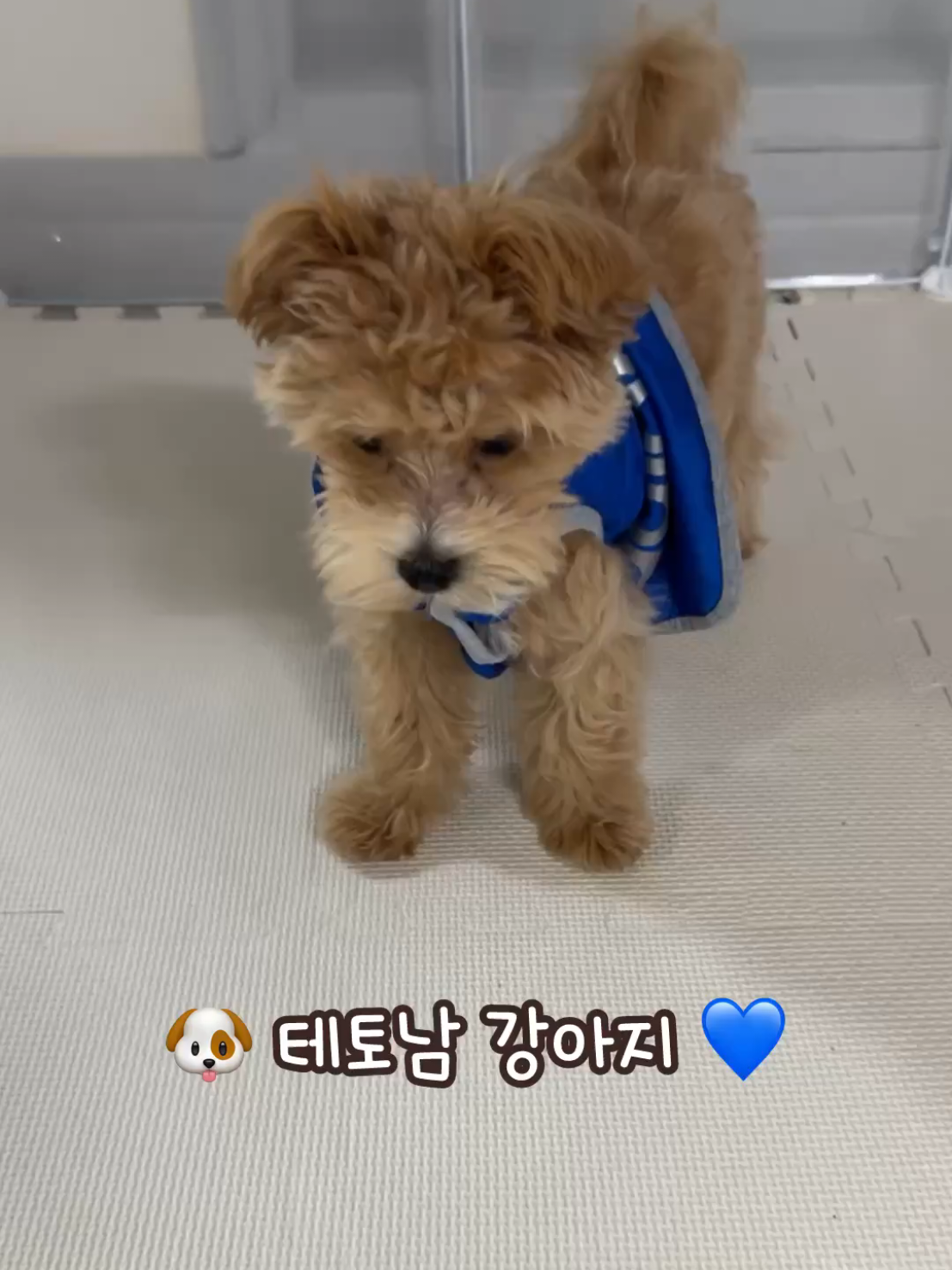 @말티푸 하루 🐾🐶