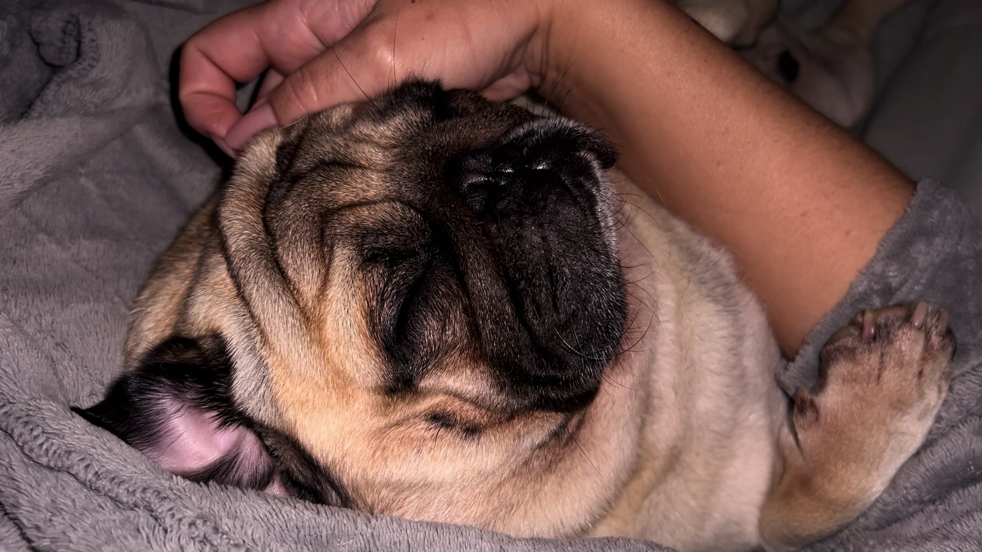 @pugSofyHarry