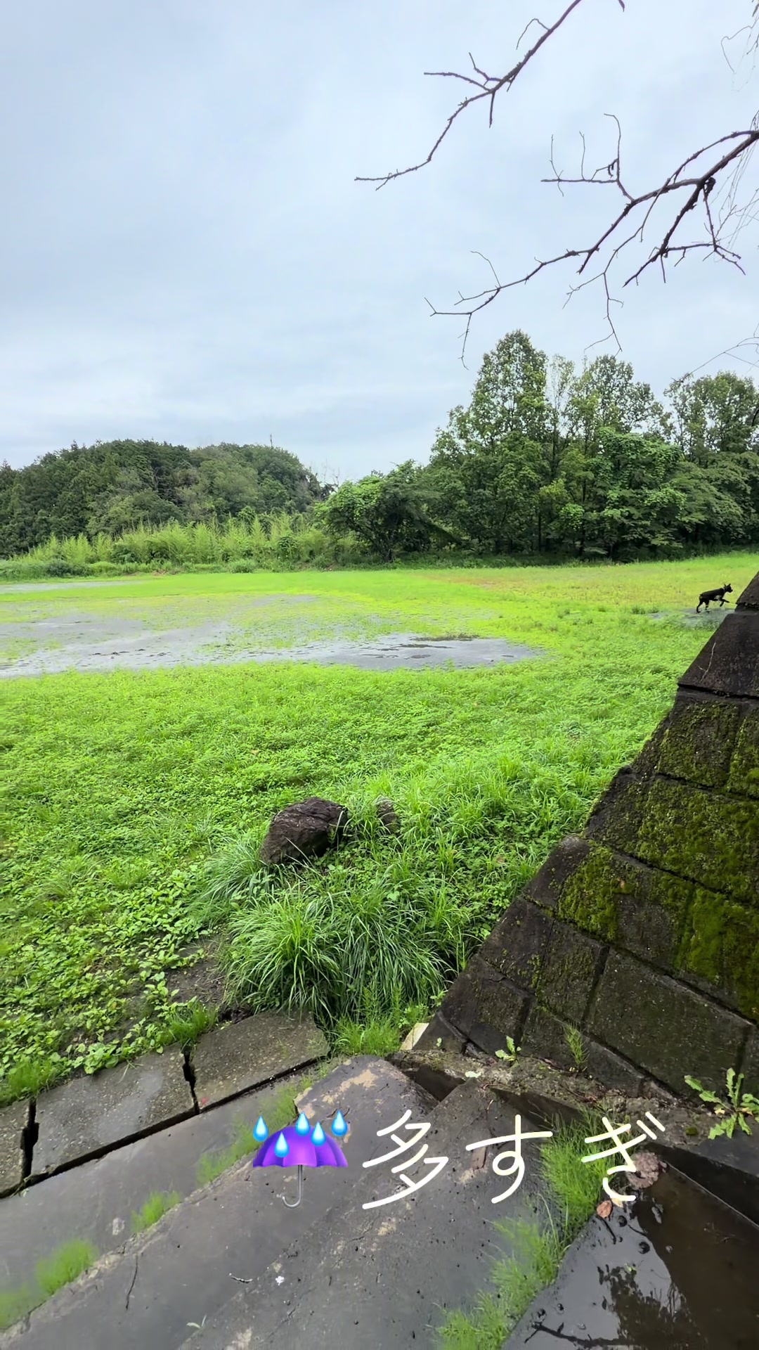 @シオン