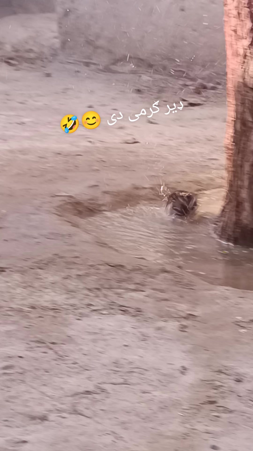 @𝐐𝐔𝐑𝐄𝐒𝐇𝐈𝟕𝟕
