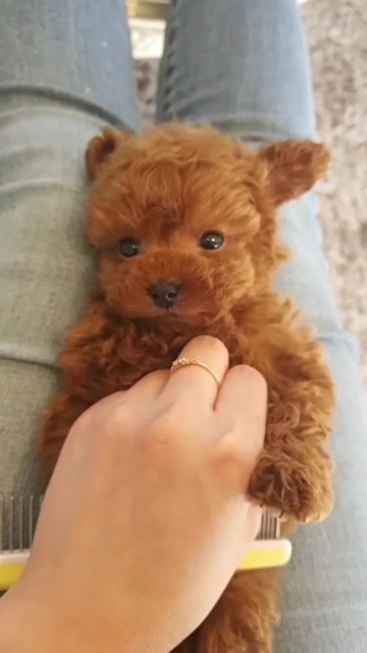 @Teacup puppies