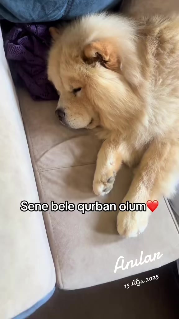 @tobi_bakılı