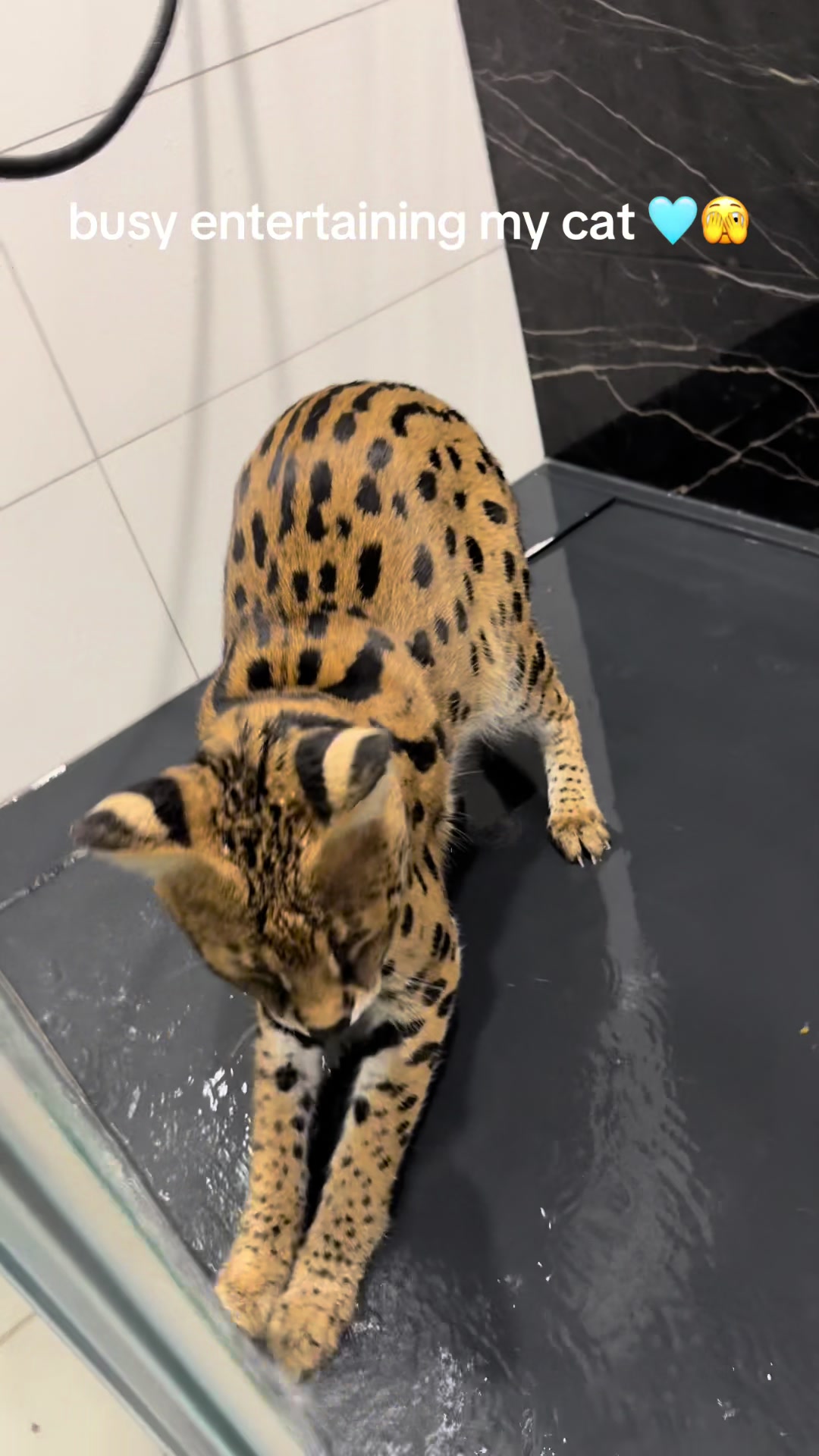 @milo the serval