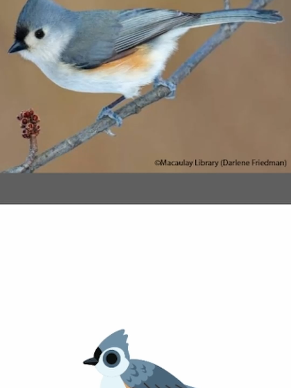 @Flock Around