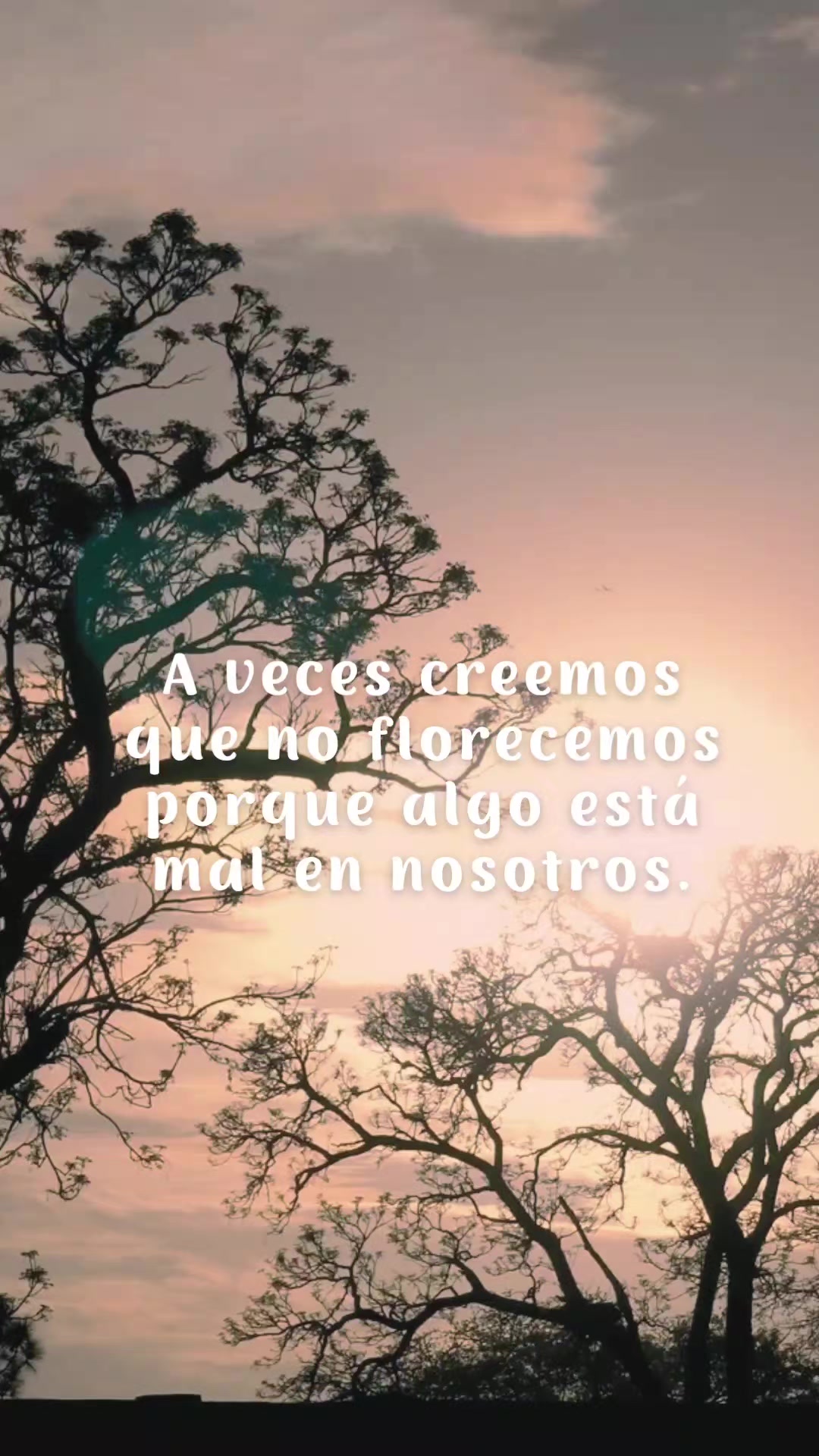 @AnaCe S Gonzales