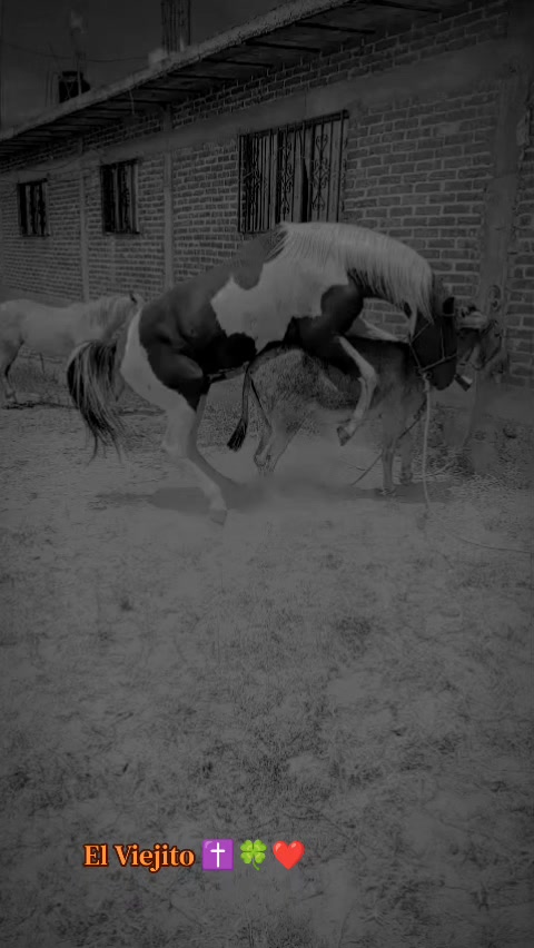 @Viejito Cordova✝️🍀❤️🐎🦅