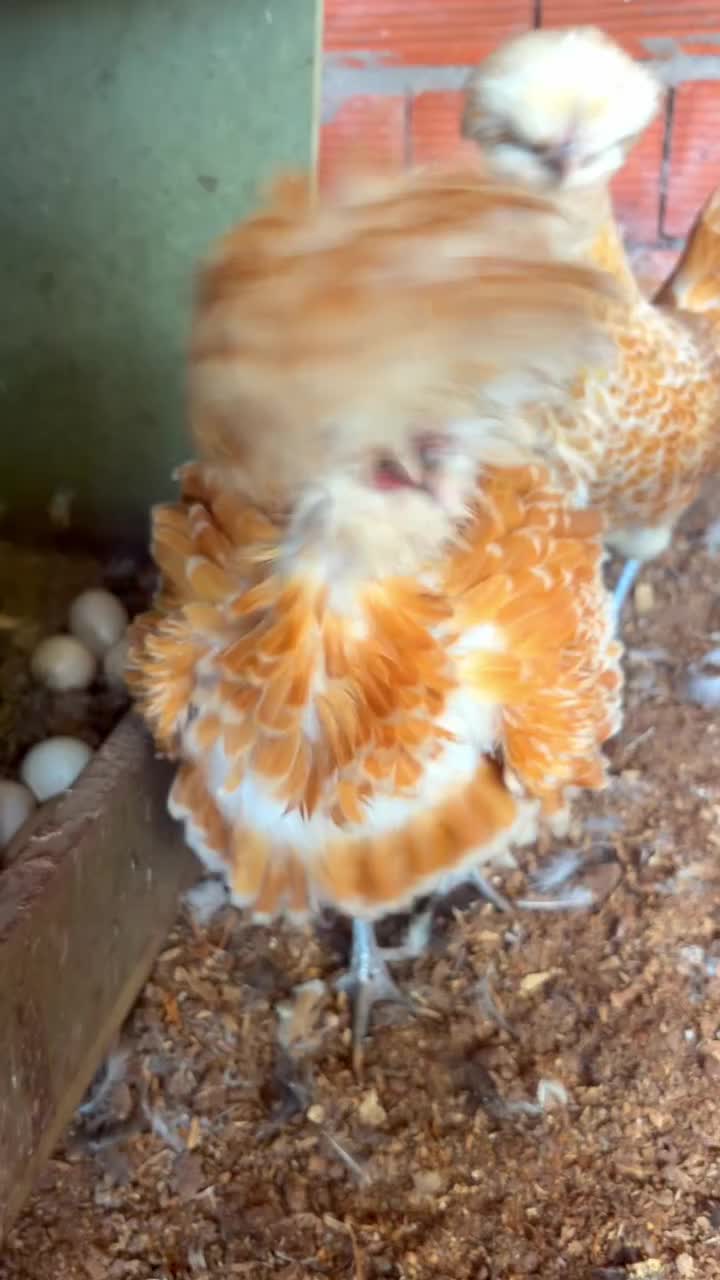 @Chicken ornamental Farm