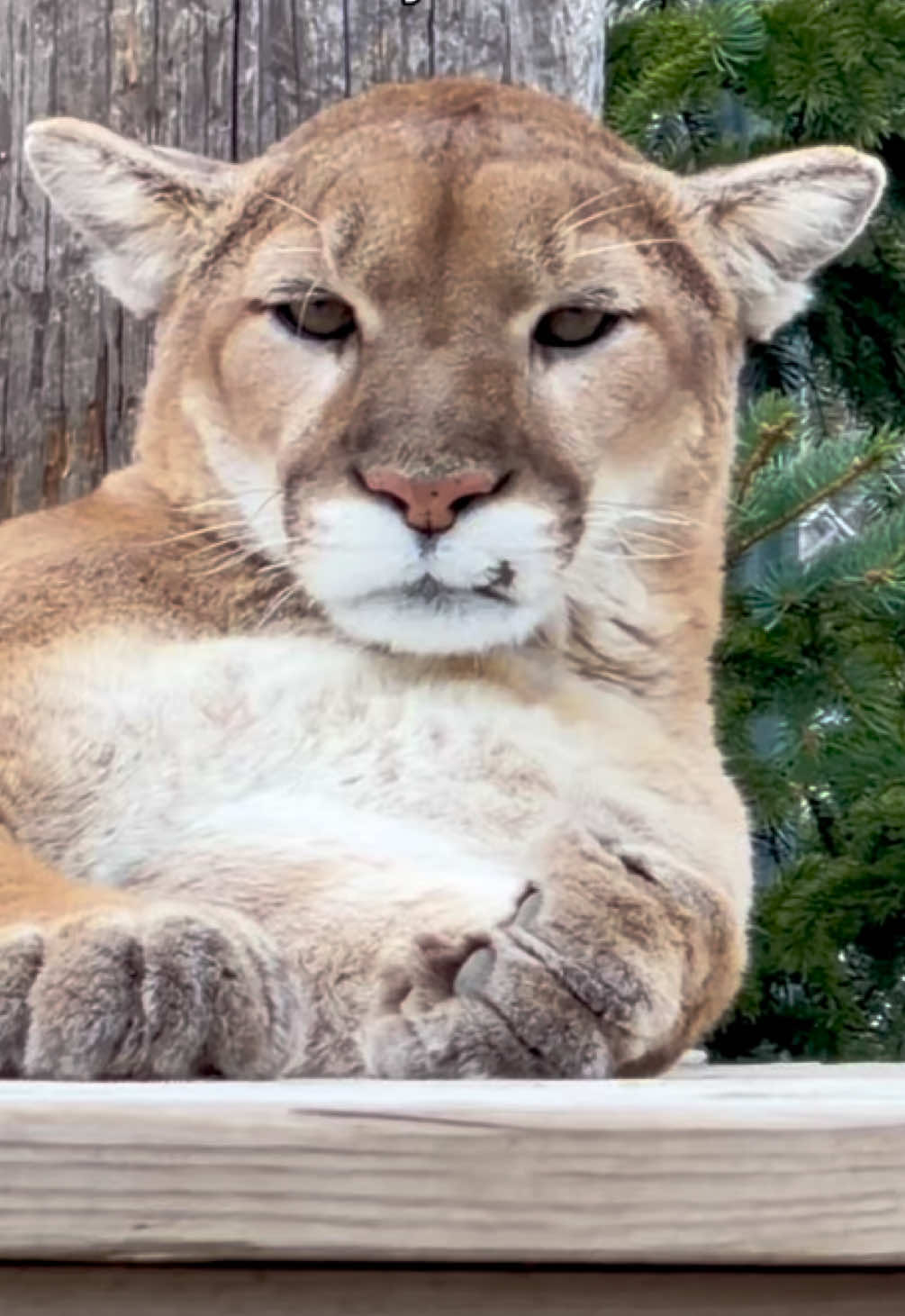 @The Wildcat Sanctuary