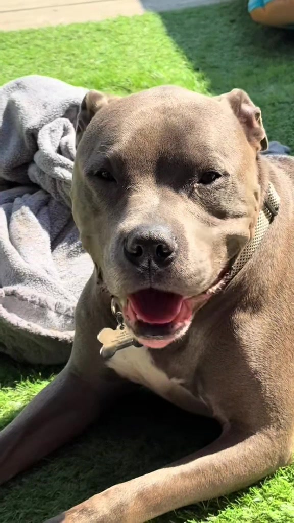 @Pittie Mom