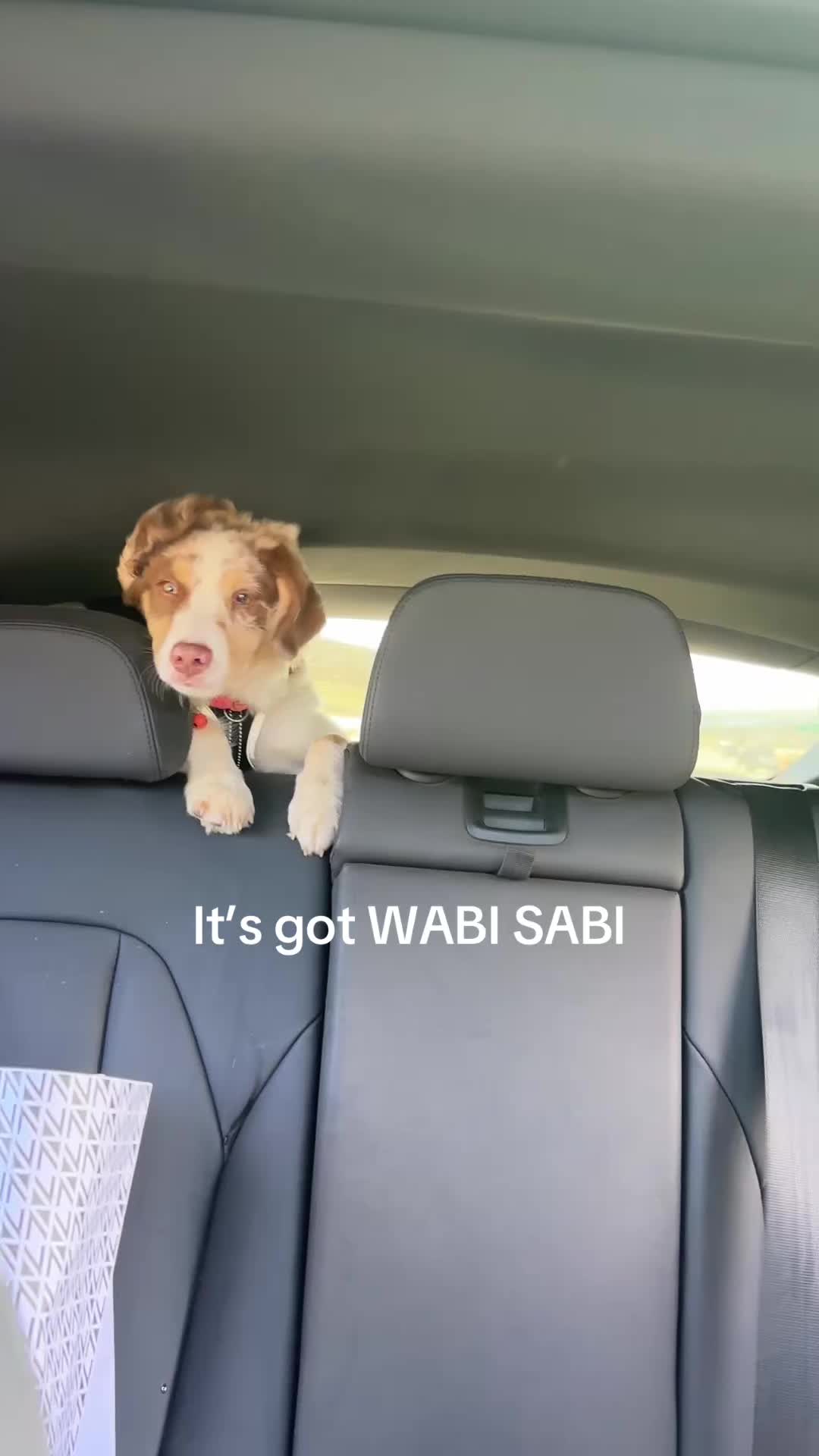@Isla the Aussie