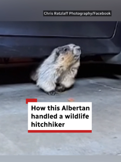 @CBC Calgary