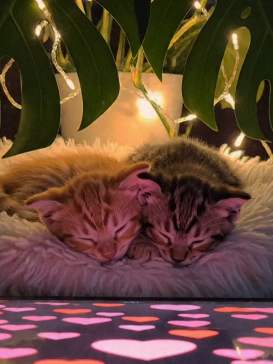 @purerpurr