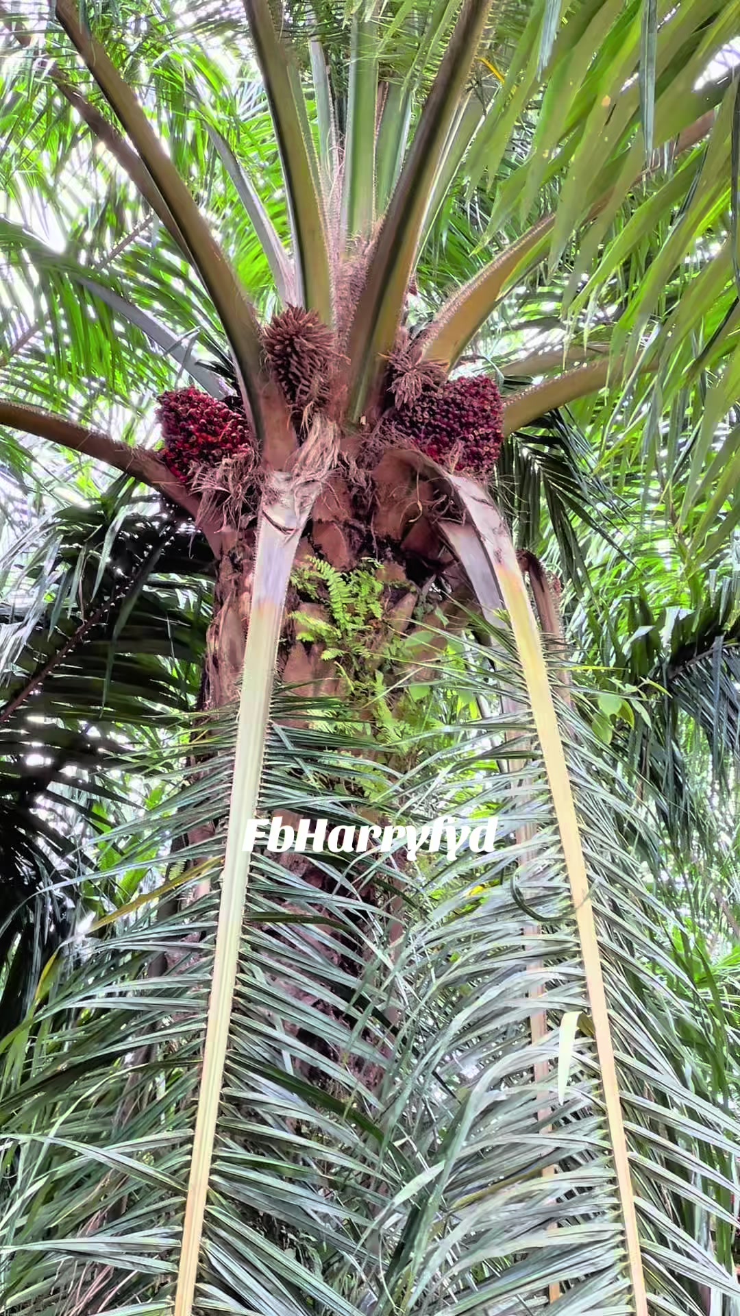 @Harry palm oil