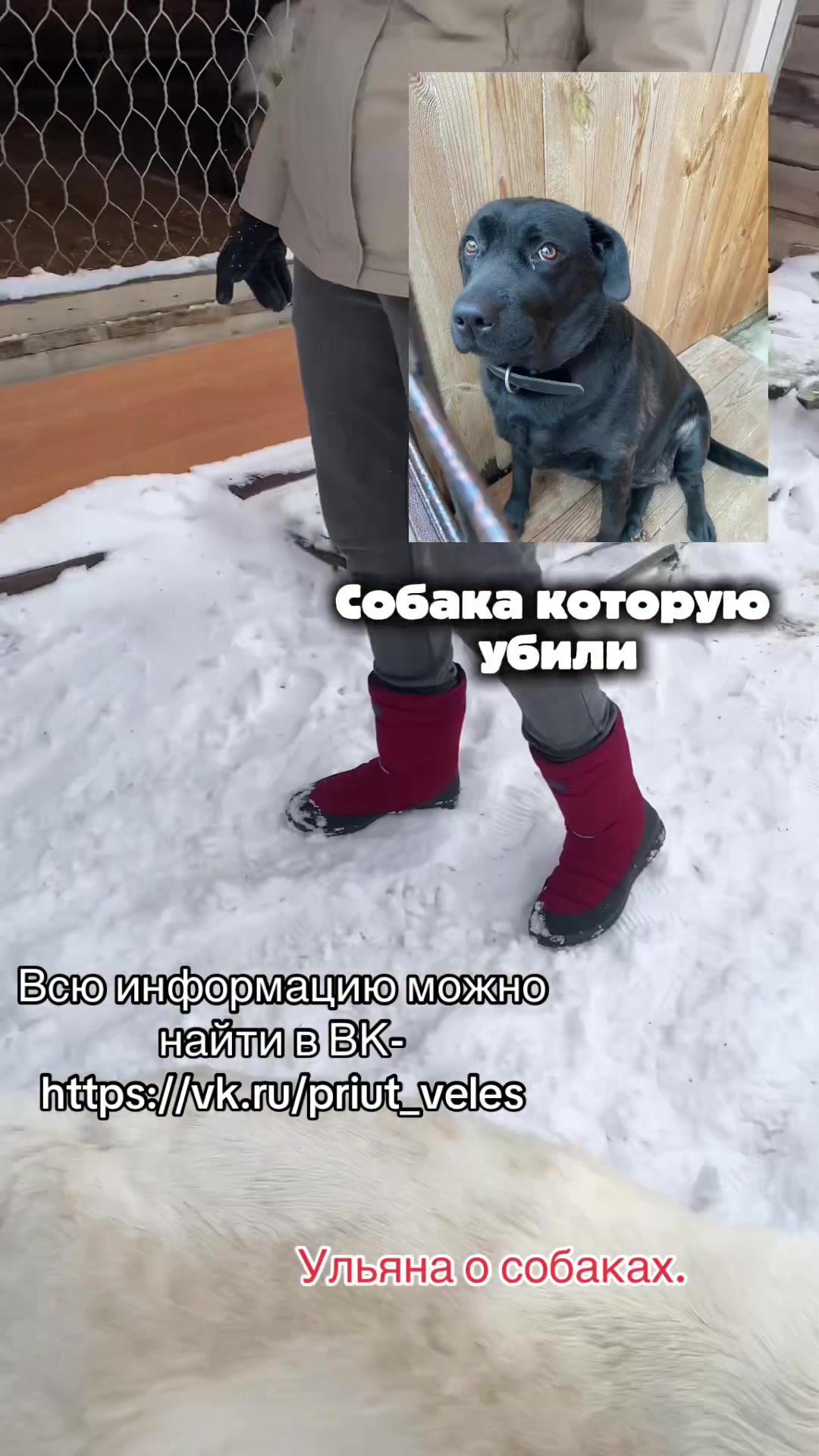 @Ульяна о собаках