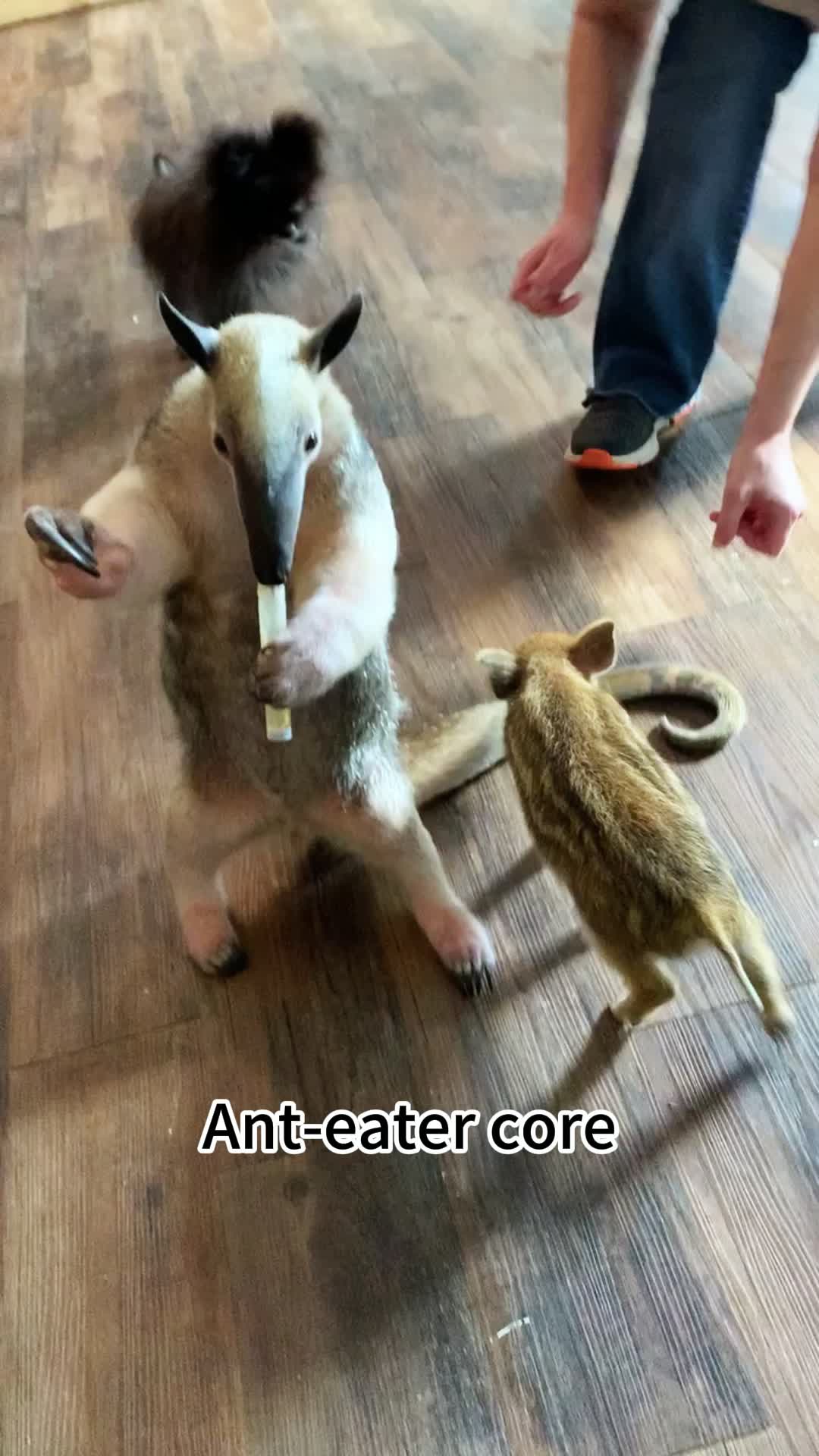 @pet_fnnytimes666