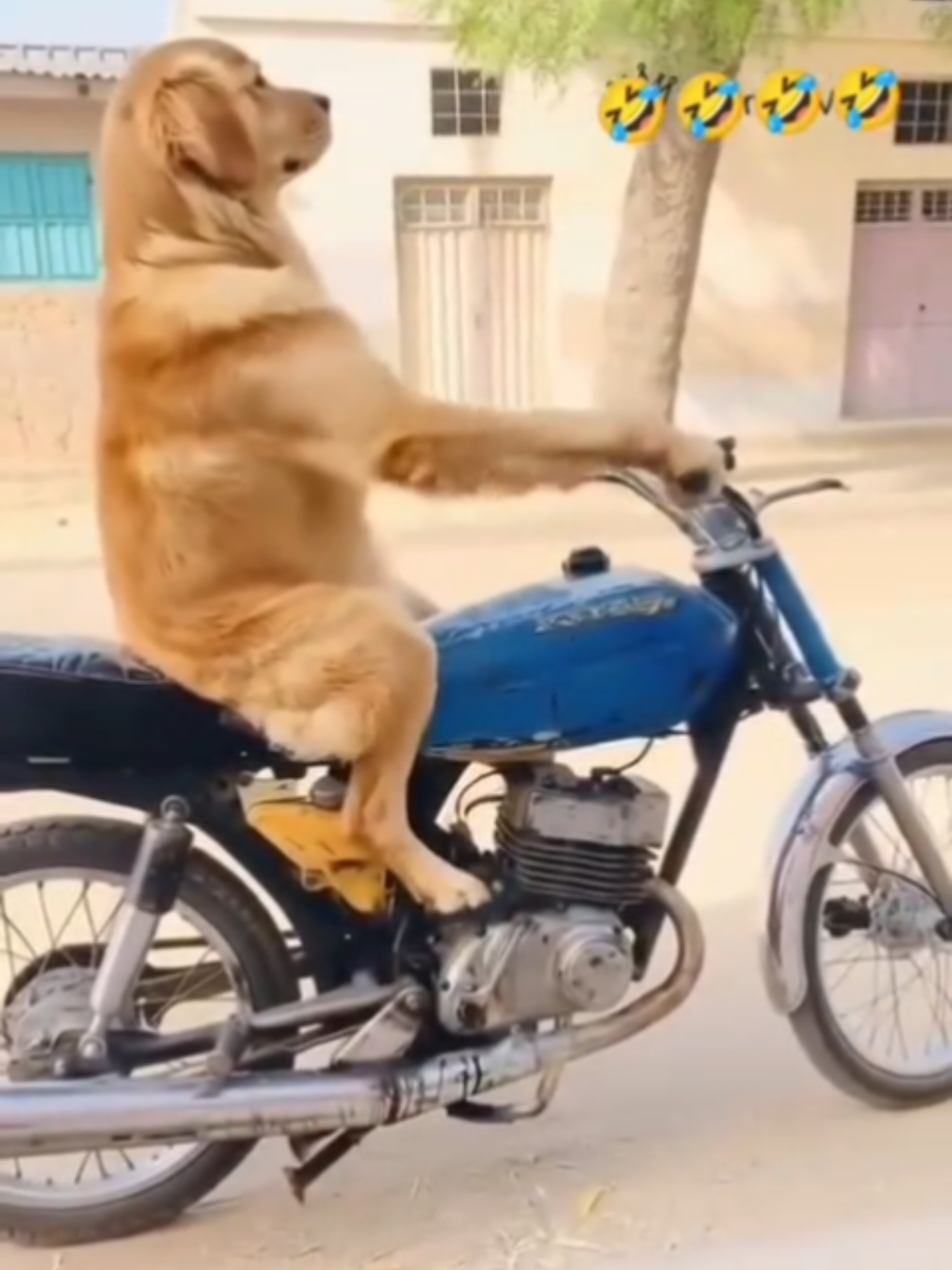 @thedogmeme