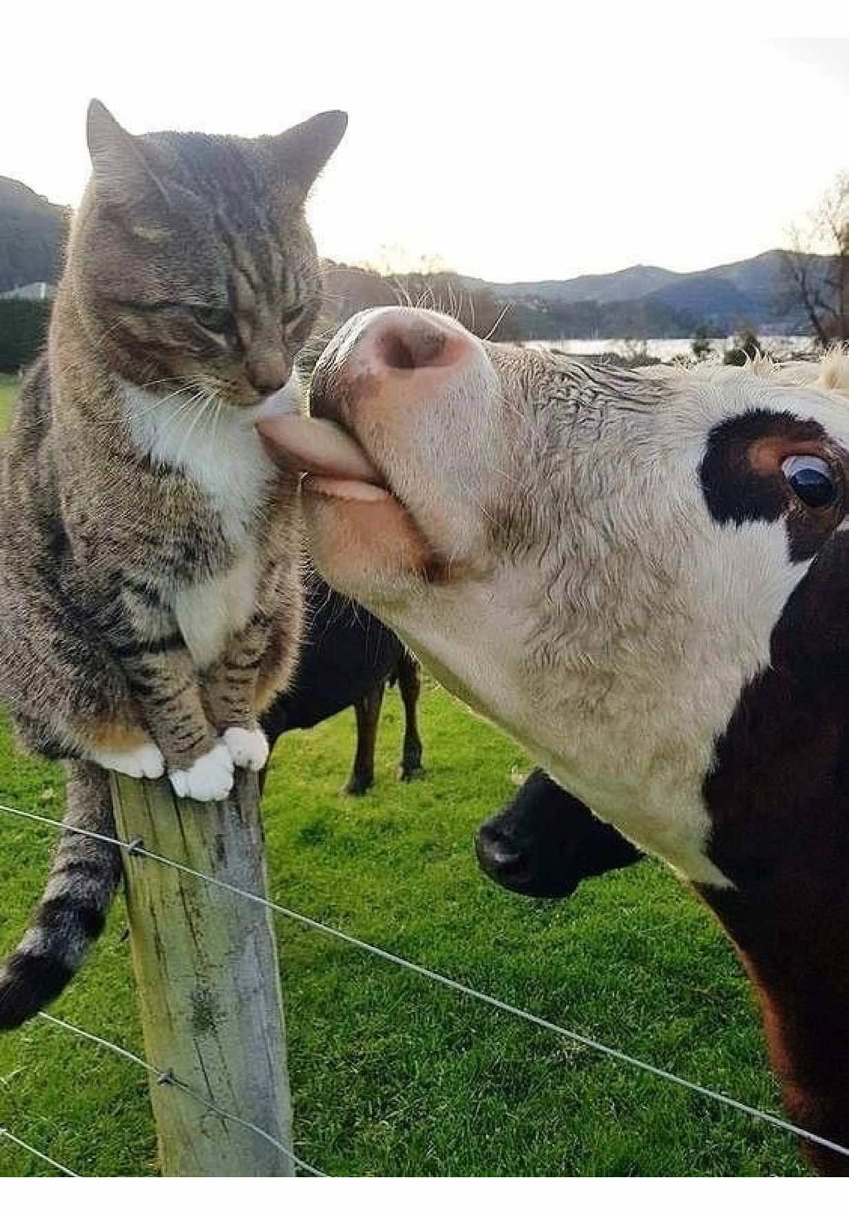 @𝕽𝖚𝖙𝖍 𝕺𝖗𝖎𝖍𝖚𝖊𝖑𝖆 🐮🤎