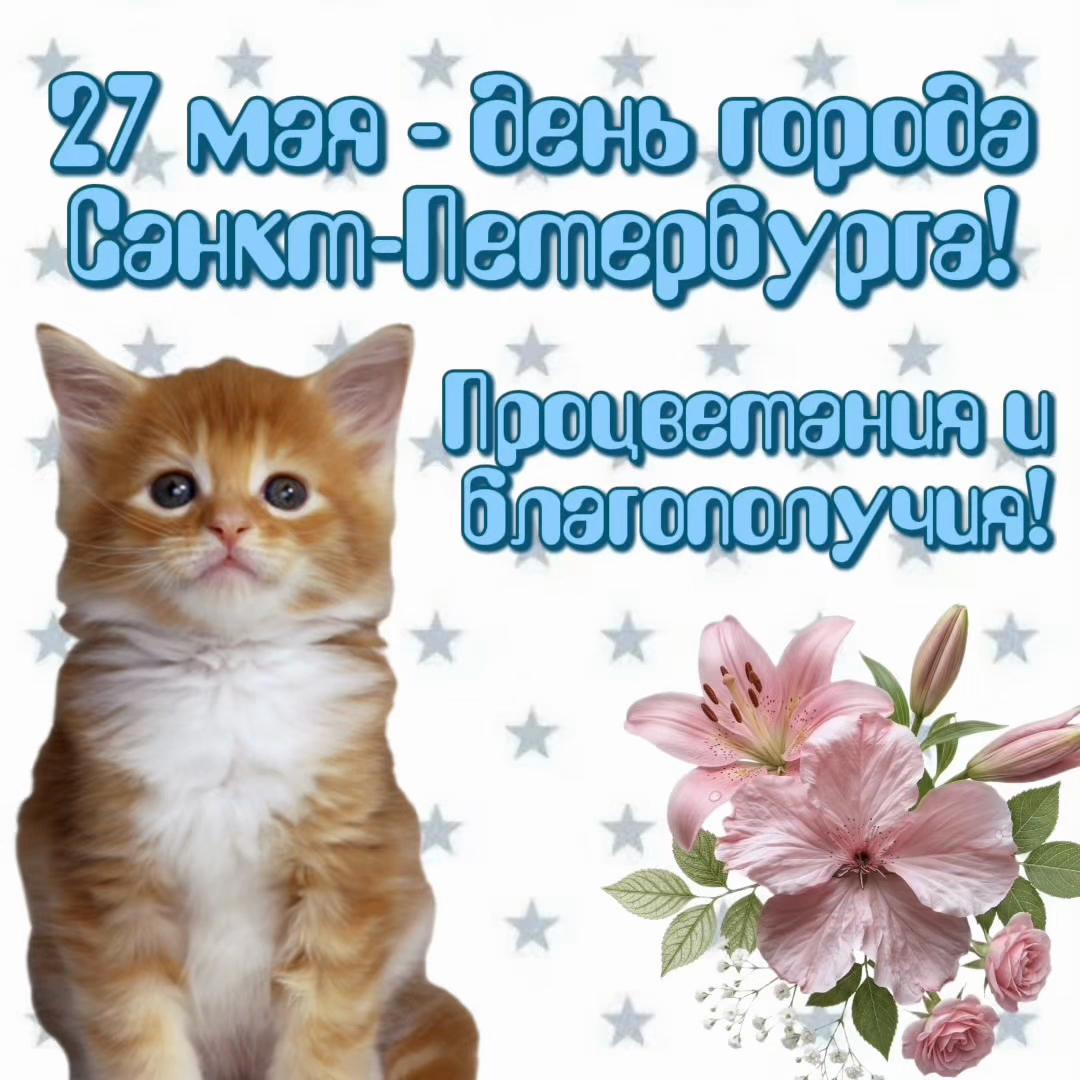 @котики на каждый день