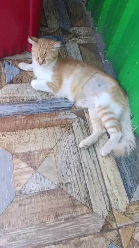 @MAVİİ🐾ALİŞŞ