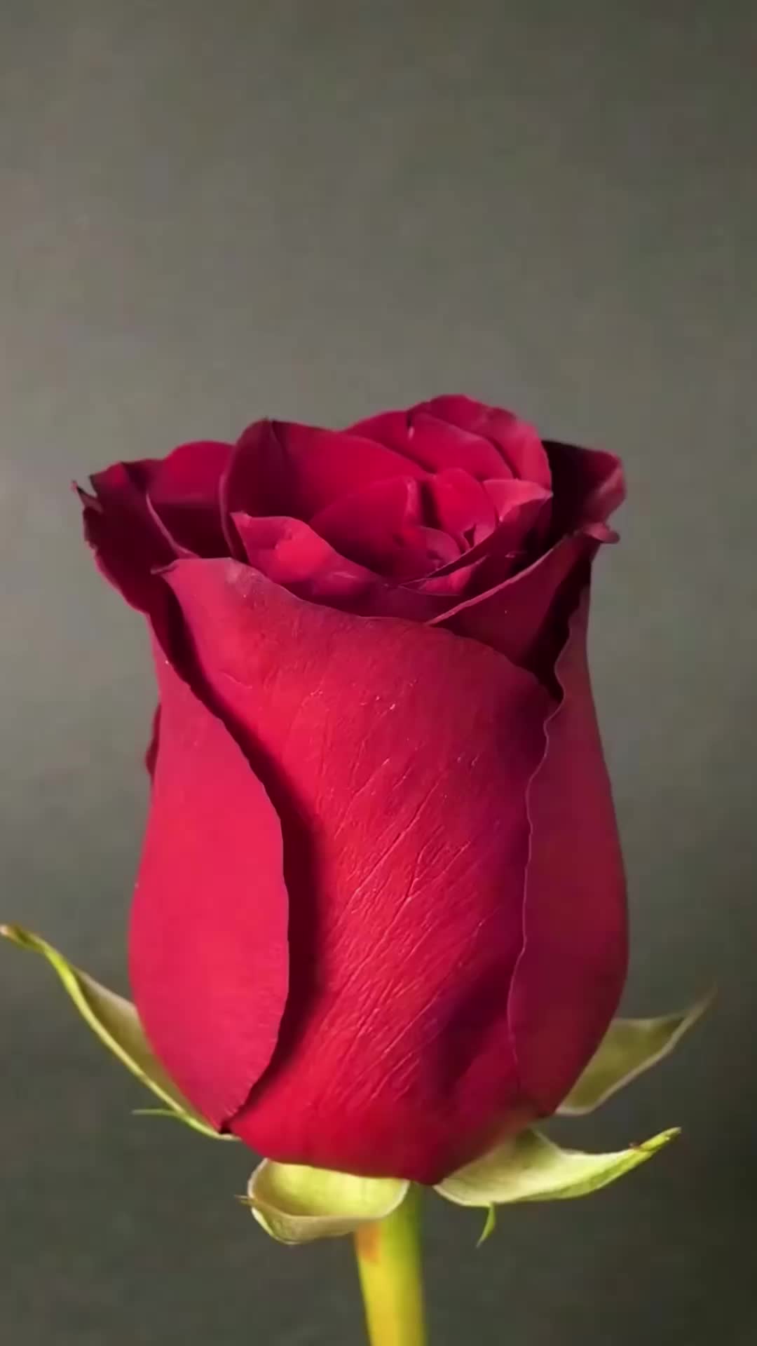 @qzlzcutwa4