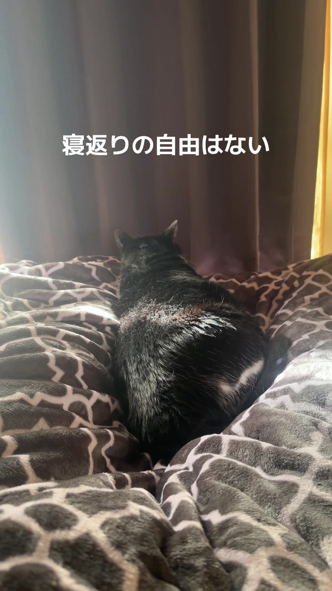 @rokusuke
